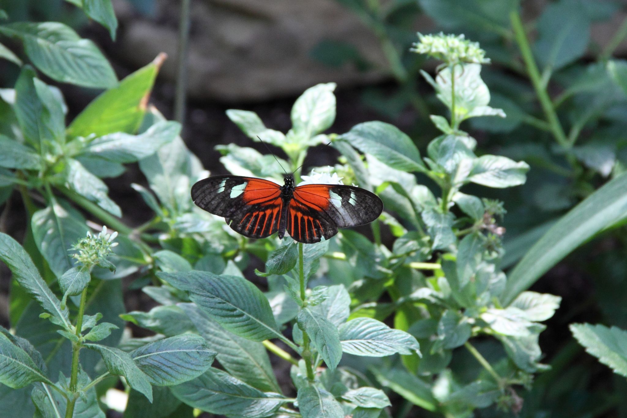 A vibrant red and black butterfly rests on green leaves in bright light. - Meijer Gardens