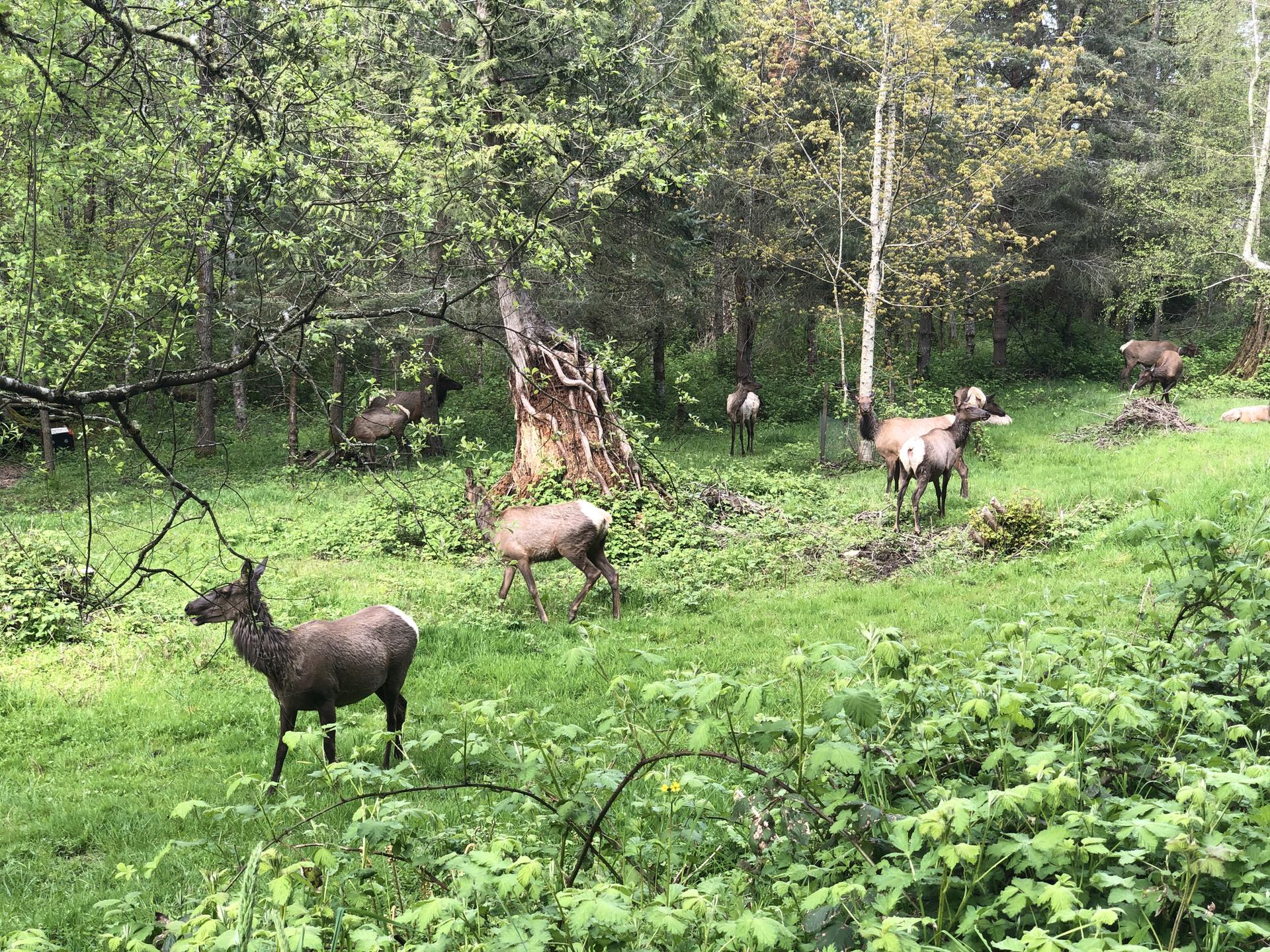 Several elk-like animals graze in a bright, green forest clearing.