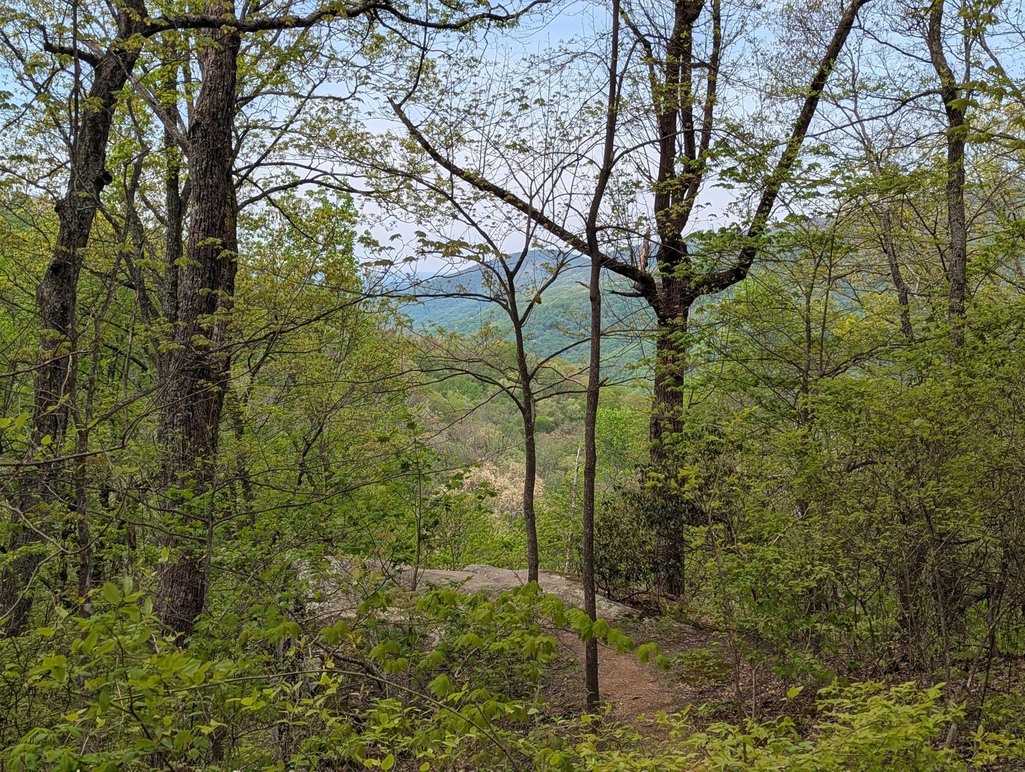 A forest path leads to a distant mountain view through green trees.