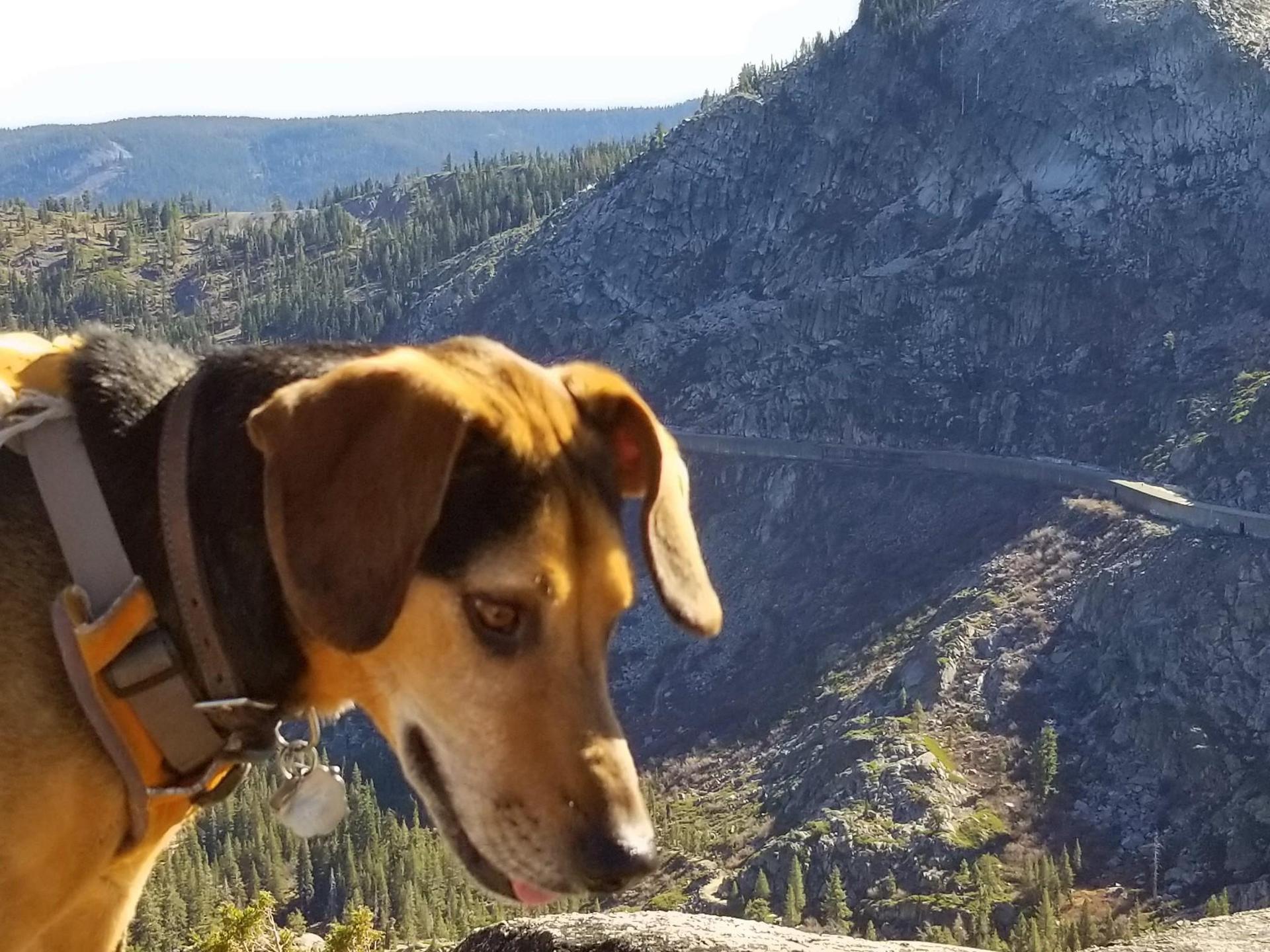 A dog's head in profile against a mountainous, sunny landscape.