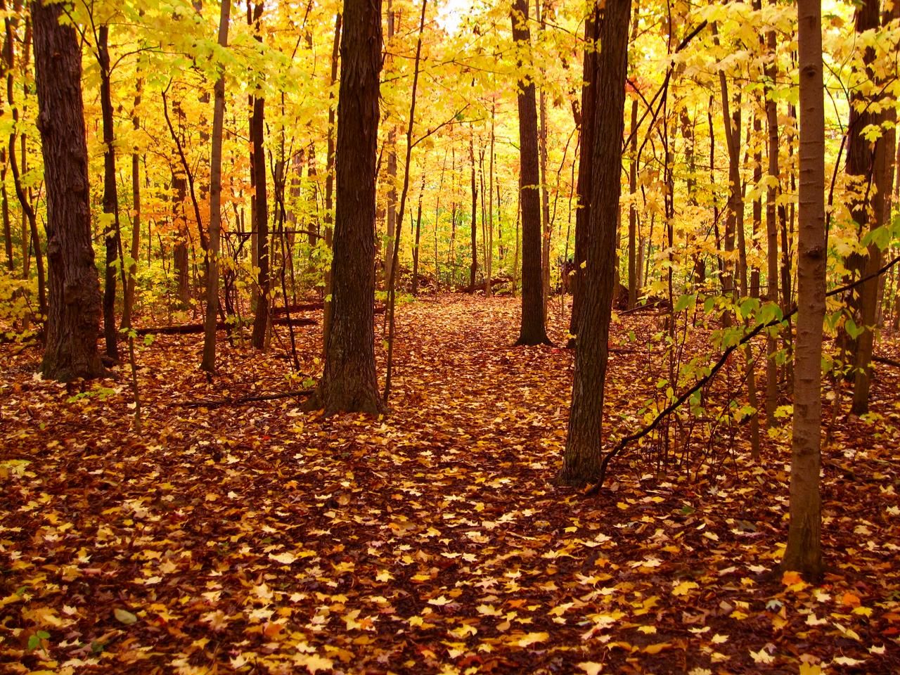 Forest floor covered in fallen golden leaves, with trees showing autumn foliage. - Pioneer Woods loop from Briarwood Mall