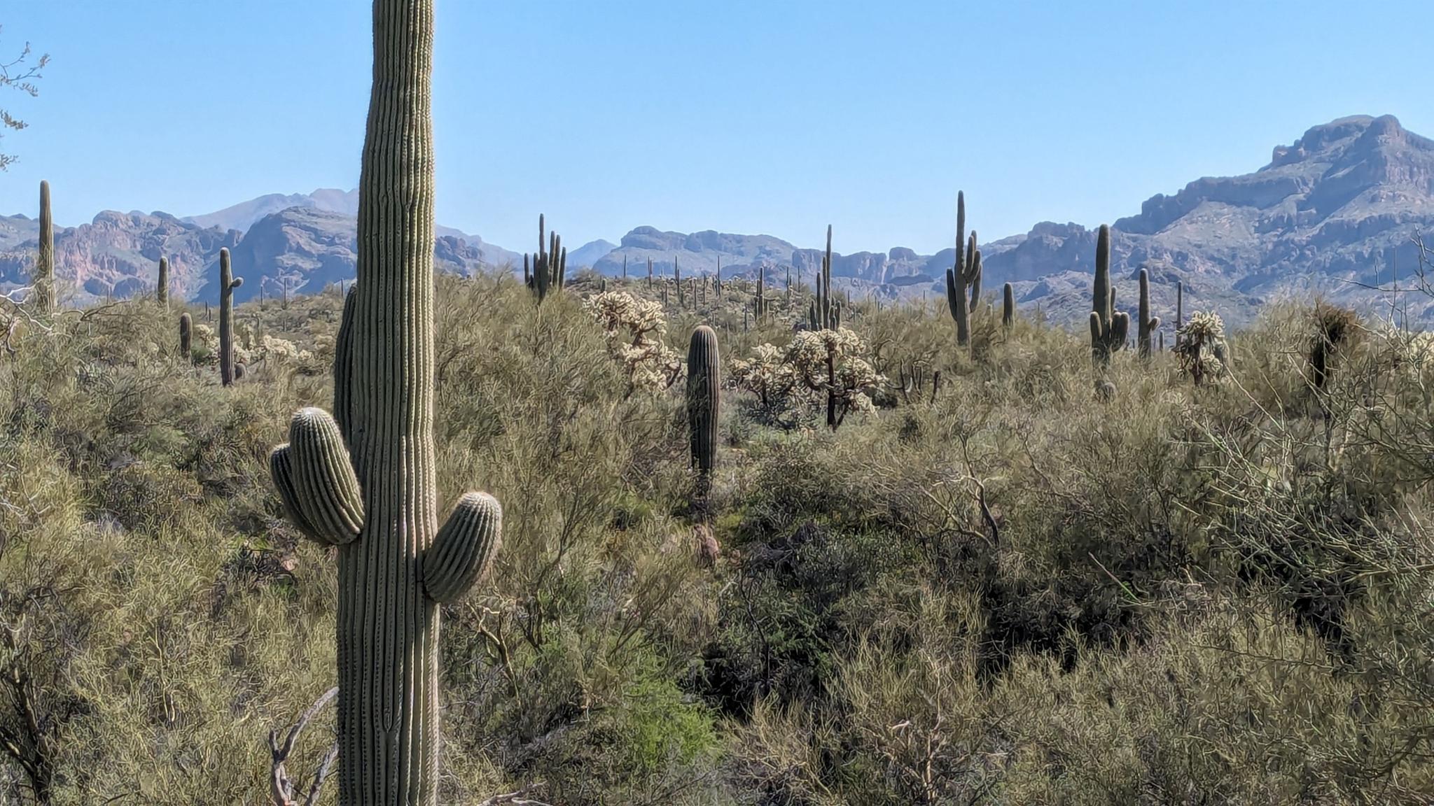 Tall saguaro cactus in a desert landscape with distant mountains under a clear sky.