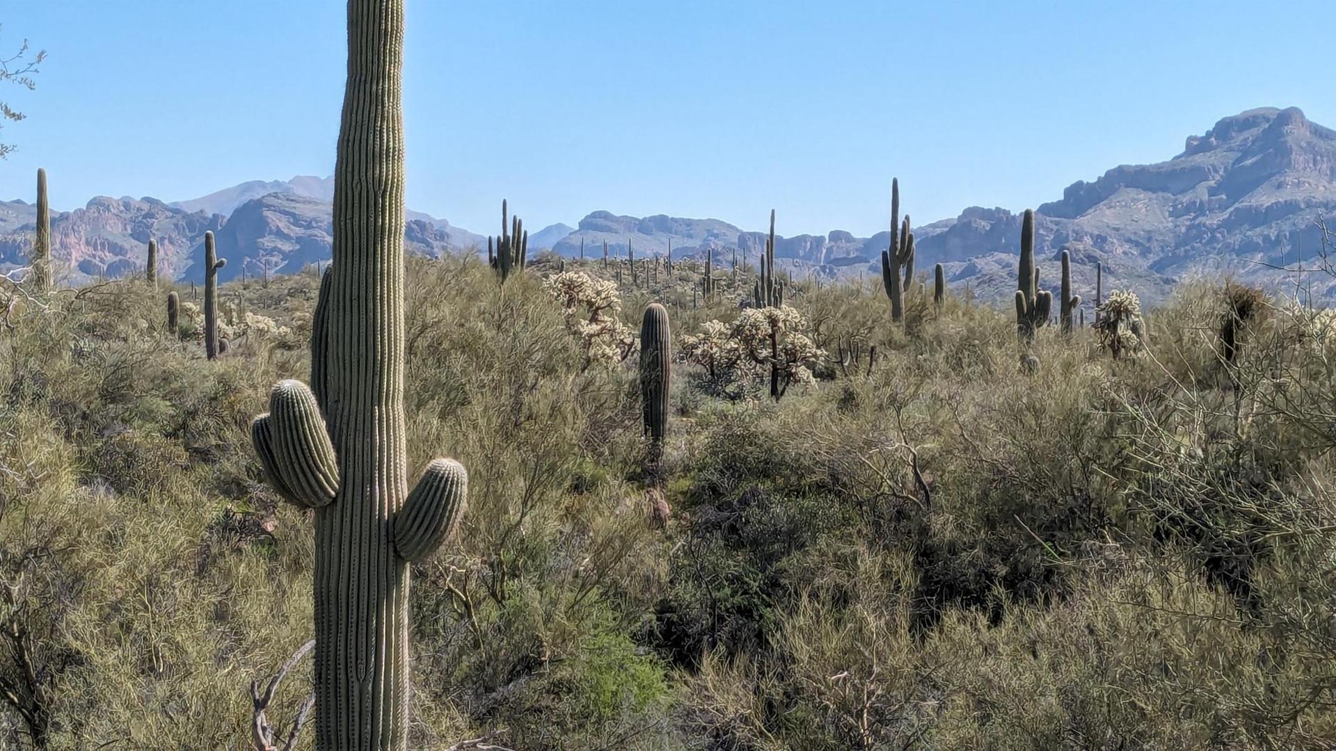 Tall saguaro cactus in a desert landscape with distant mountains under a clear sky.