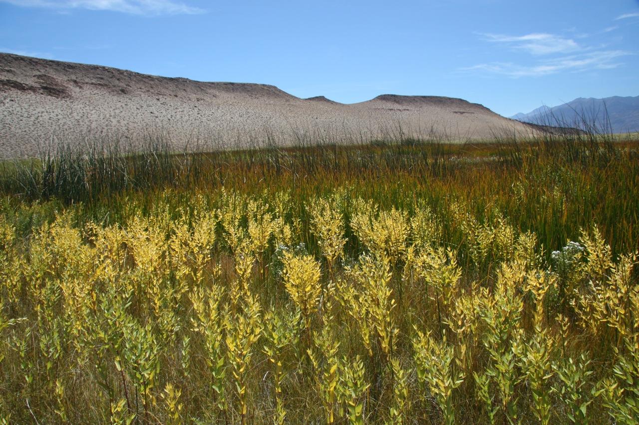 Sunny field of yellow and green desert plants with sand dunes and mountains.