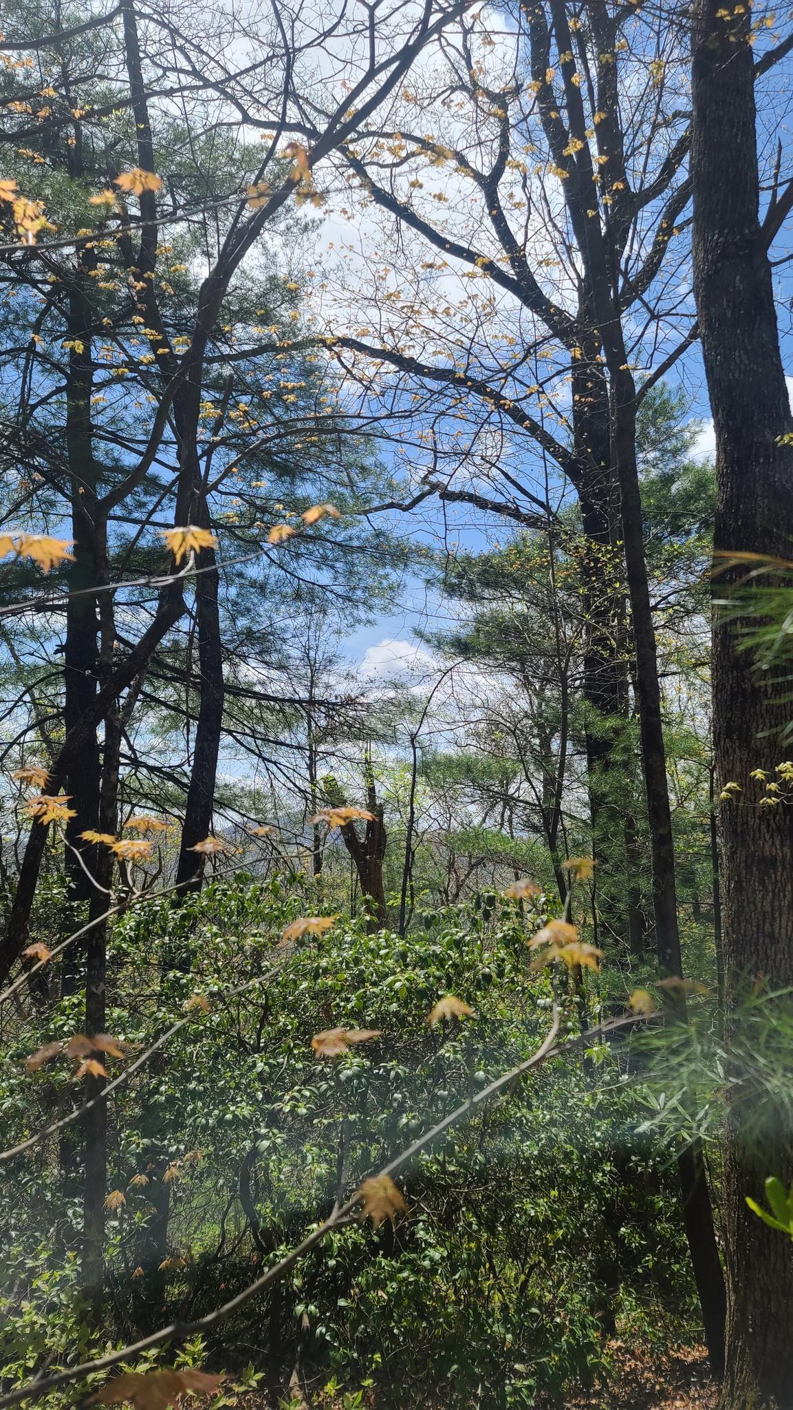 Bright forest scene with tall trees, new green leaves, and blue sky.