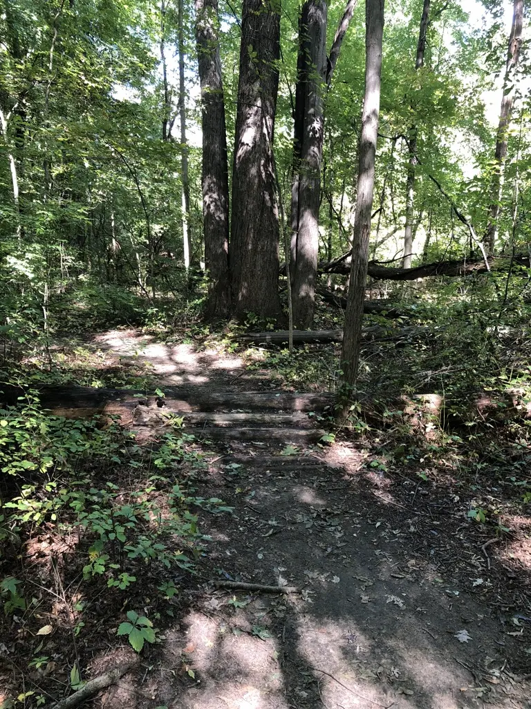 A shaded dirt path with wooden steps winds through a dense forest.