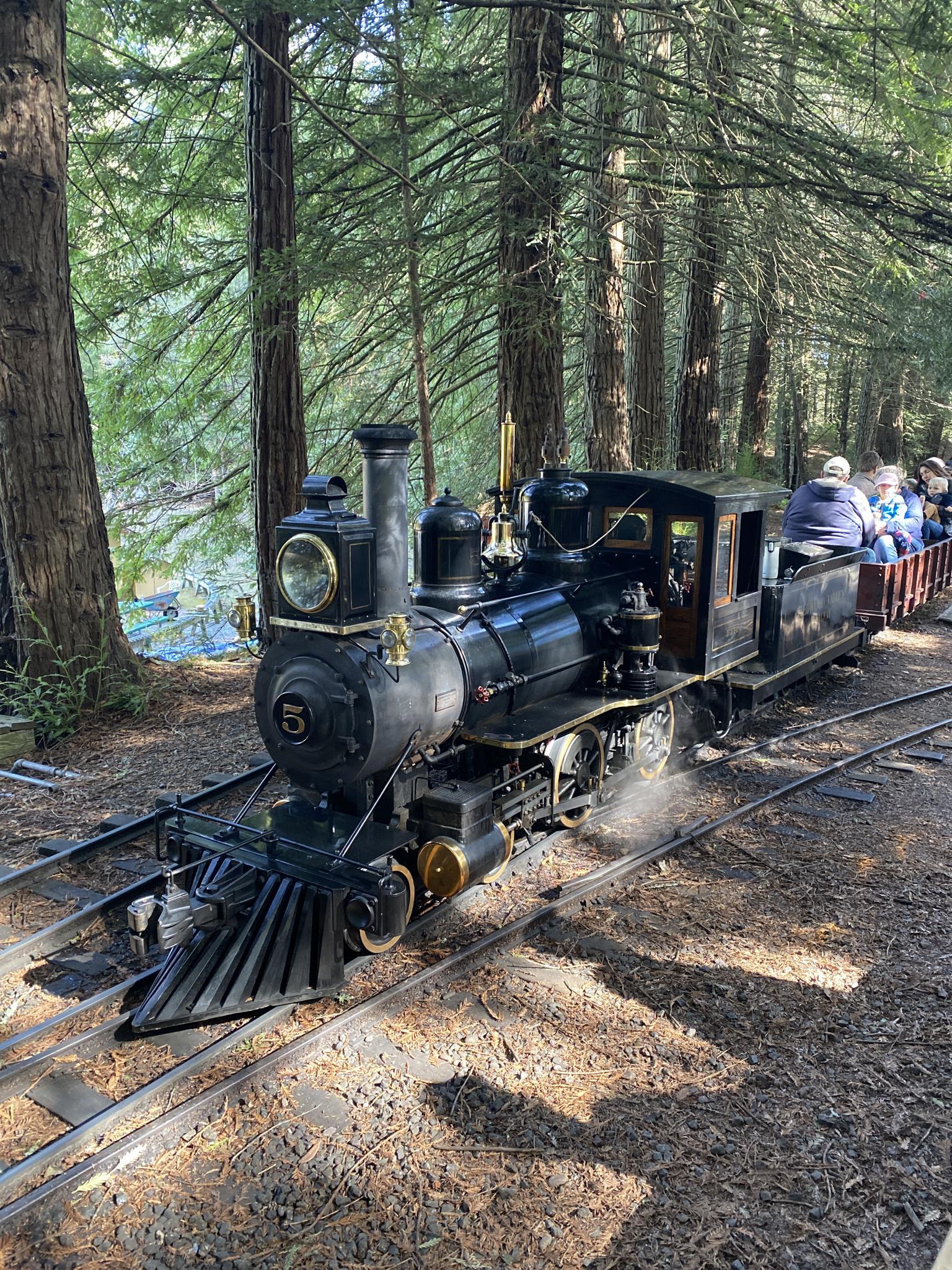 Black miniature steam train carrying passengers through a sunlit forest.