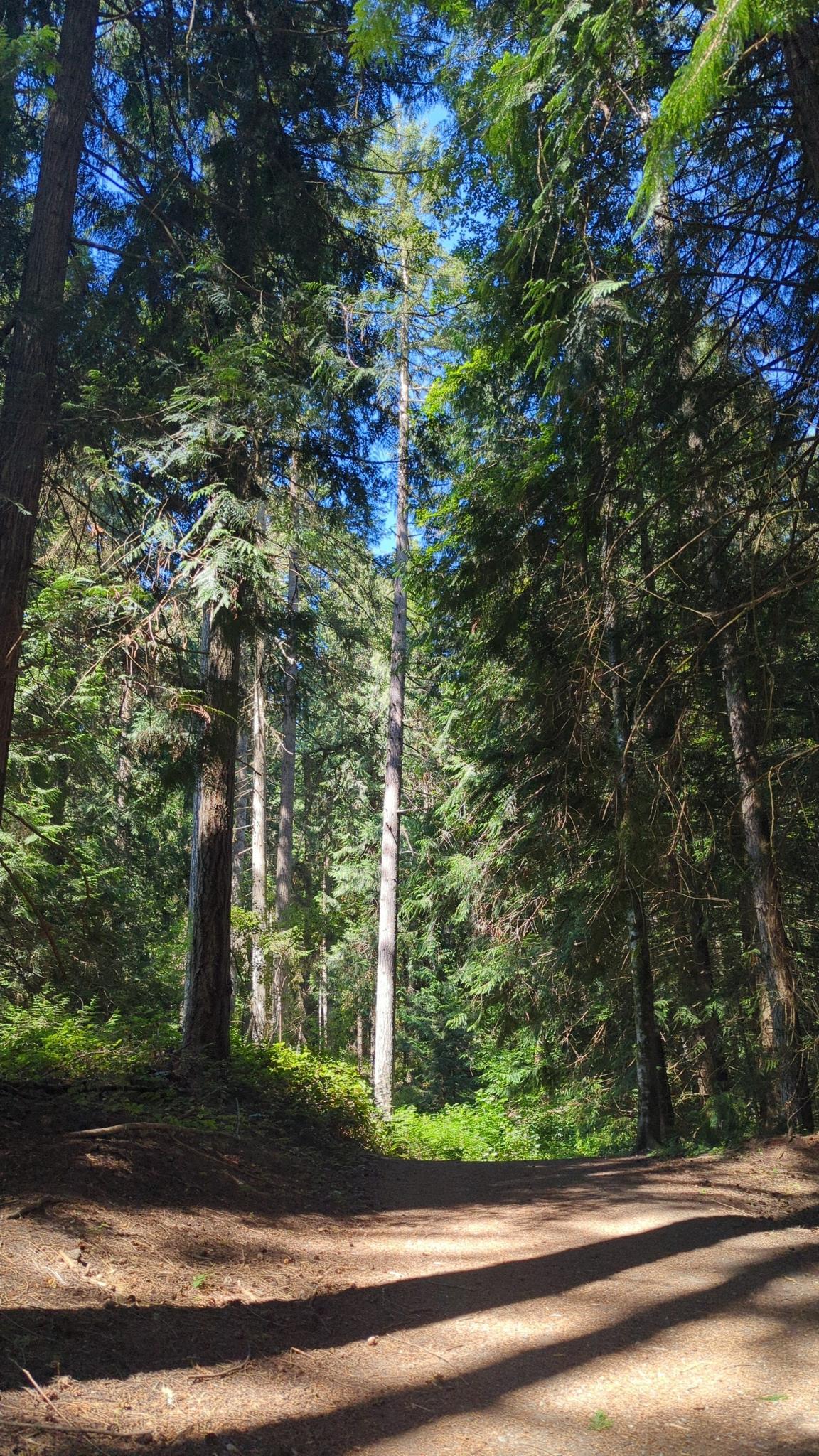 A sunlit dirt path winds through a dense forest of tall evergreen trees.