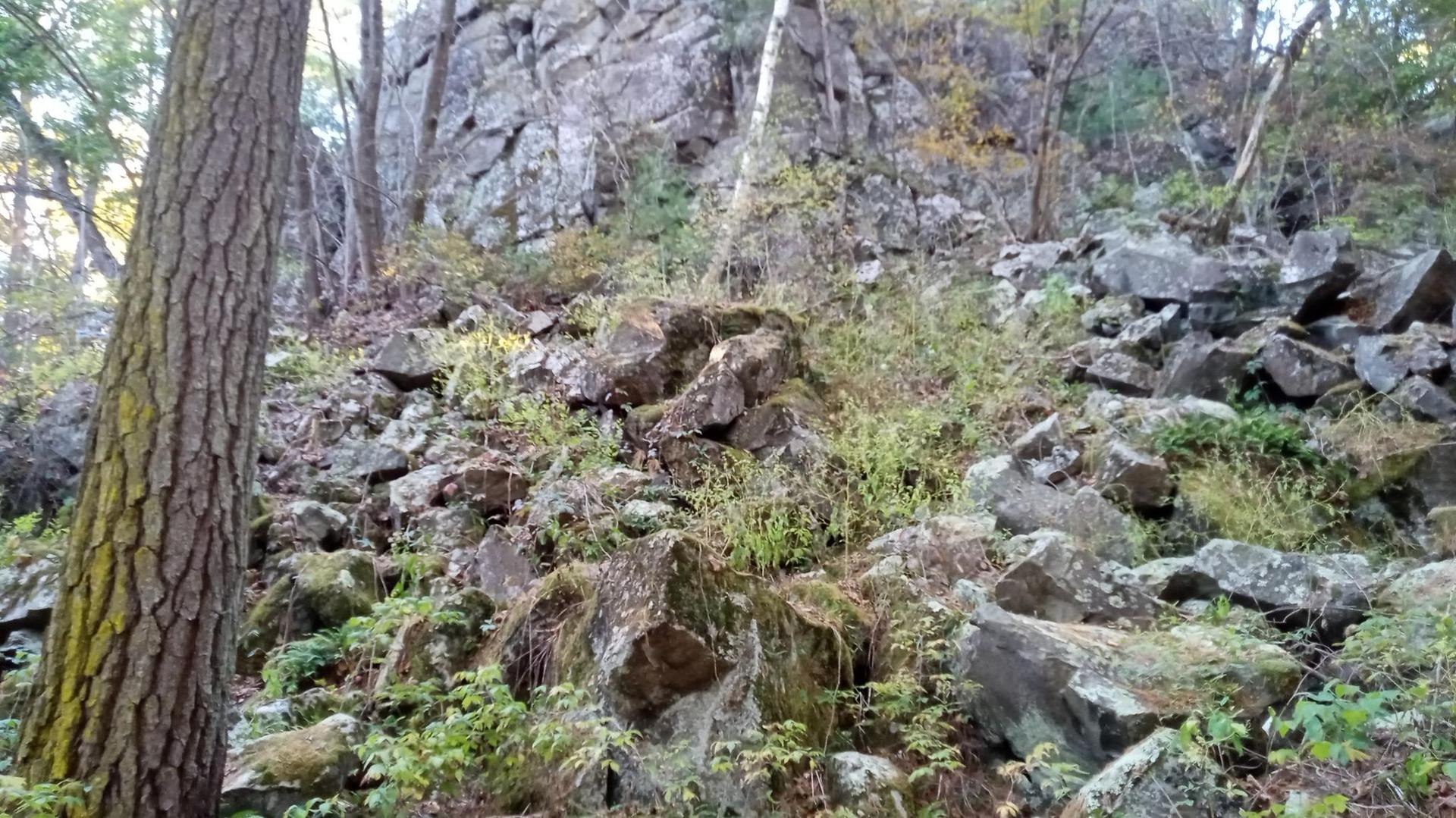 Rocky, forested hillside with large boulders and green undergrowth.