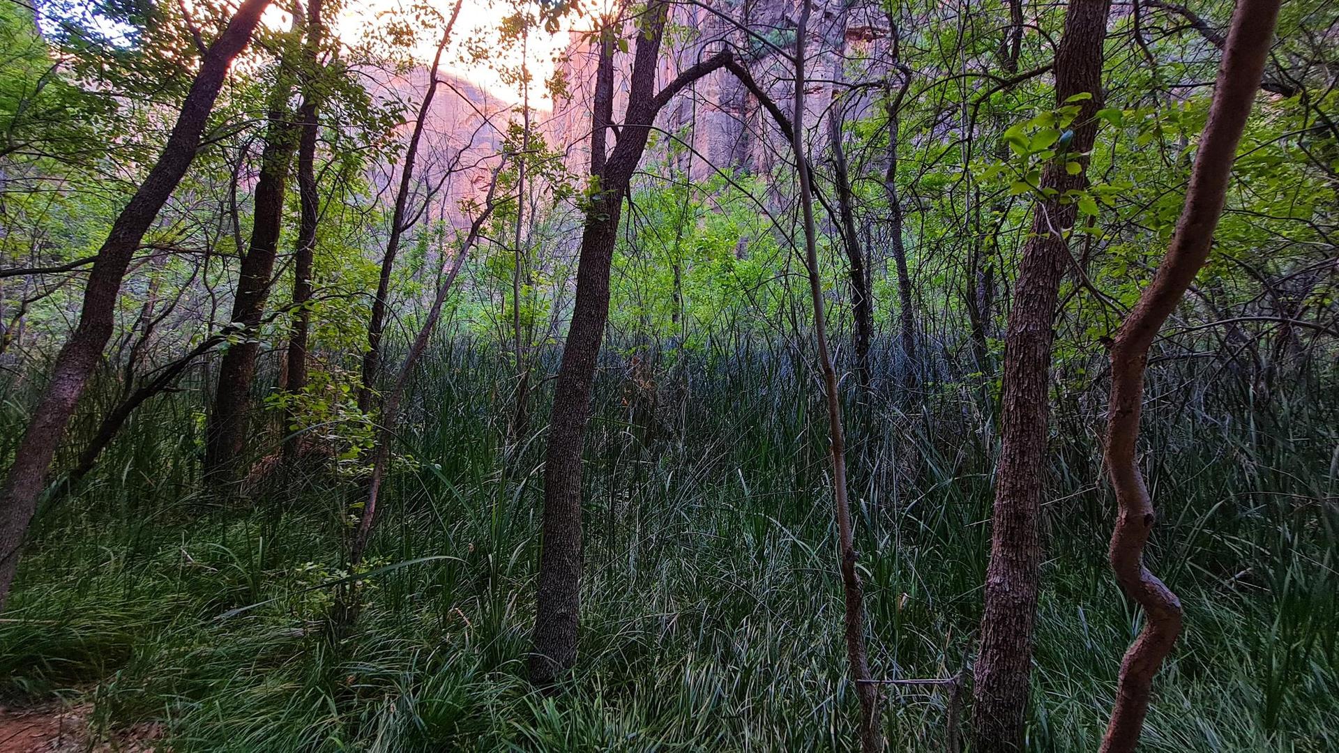 Dense green trees and tall grass with red cliffs in soft, warm light.