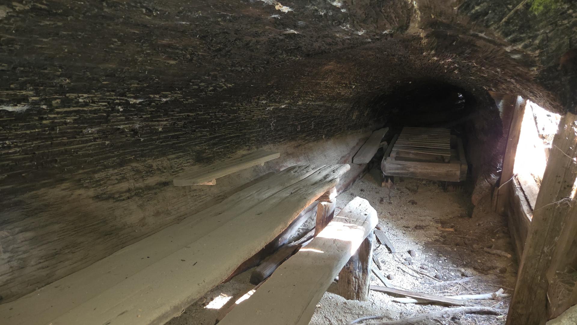 Inside a hollowed-out log, light streams through openings onto wooden planks.