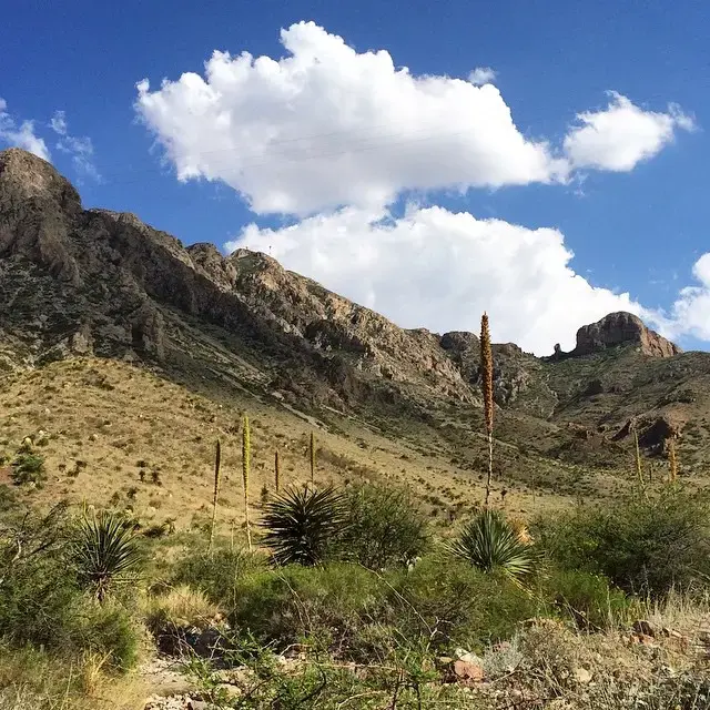 Sunny desert landscape with rocky mountains, dry brush, and tall agave stalks under blue sky.