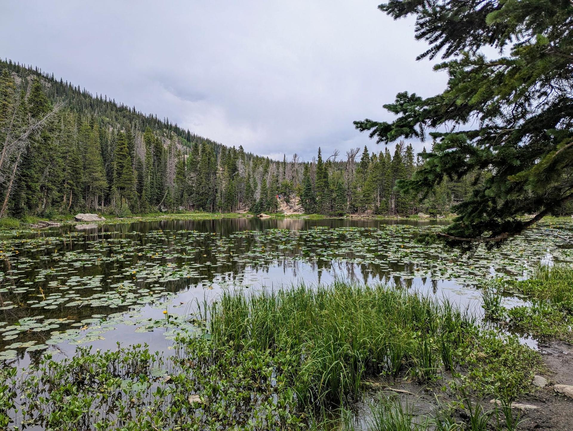 Calm lake covered in lily pads, surrounded by dense pine forest.