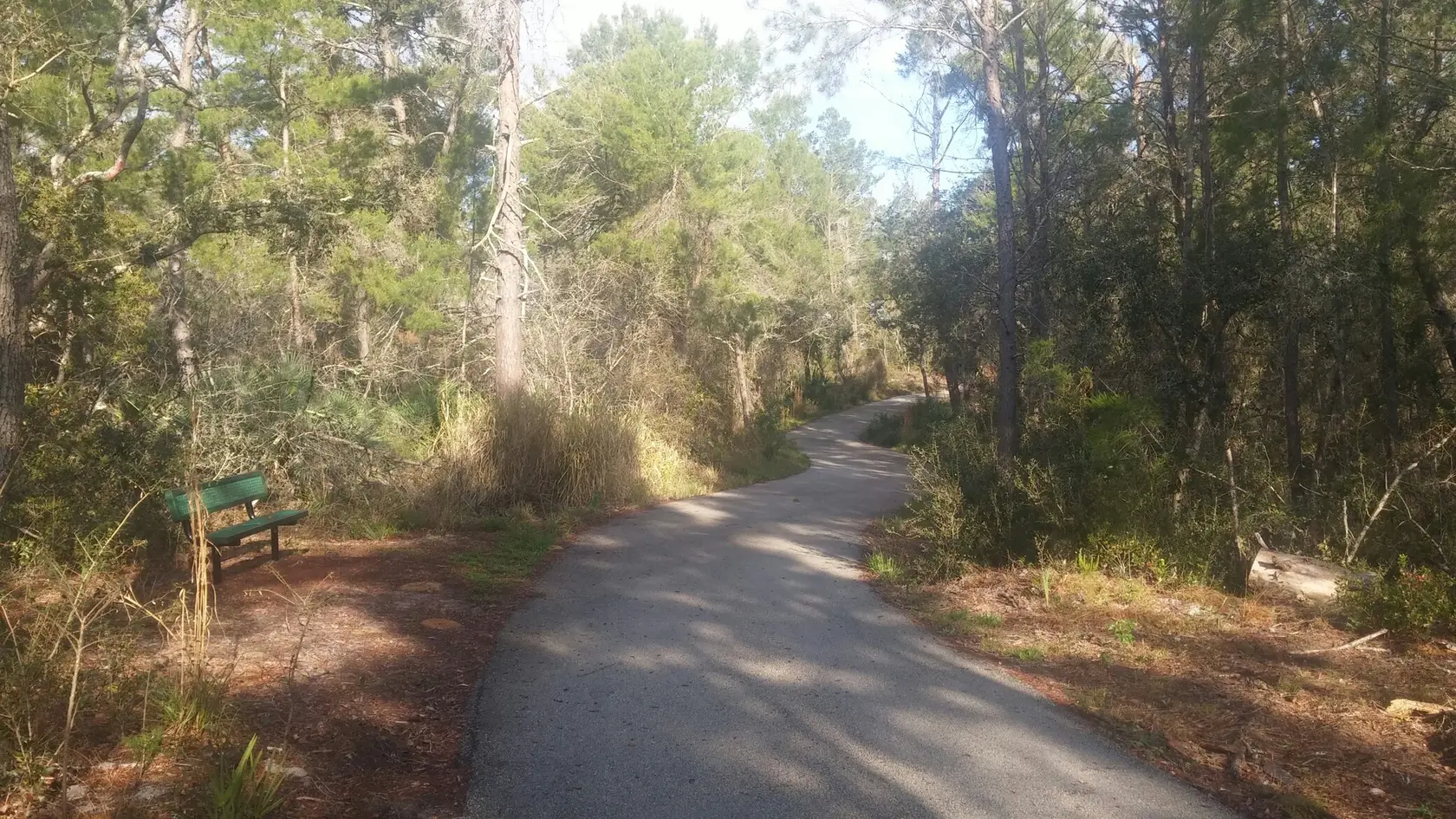 A paved path winds through a sunlit forest with a green bench.