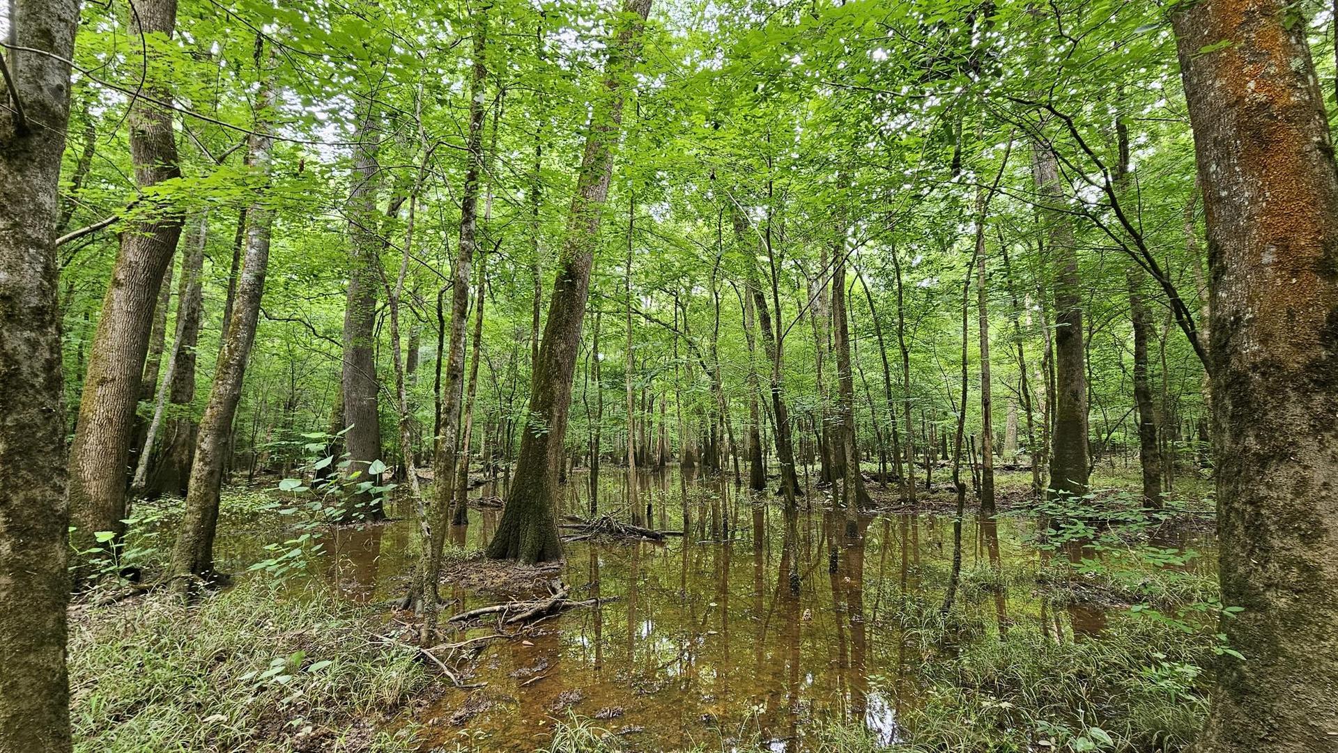 Lush green forest with water reflecting trees, bright natural light.
