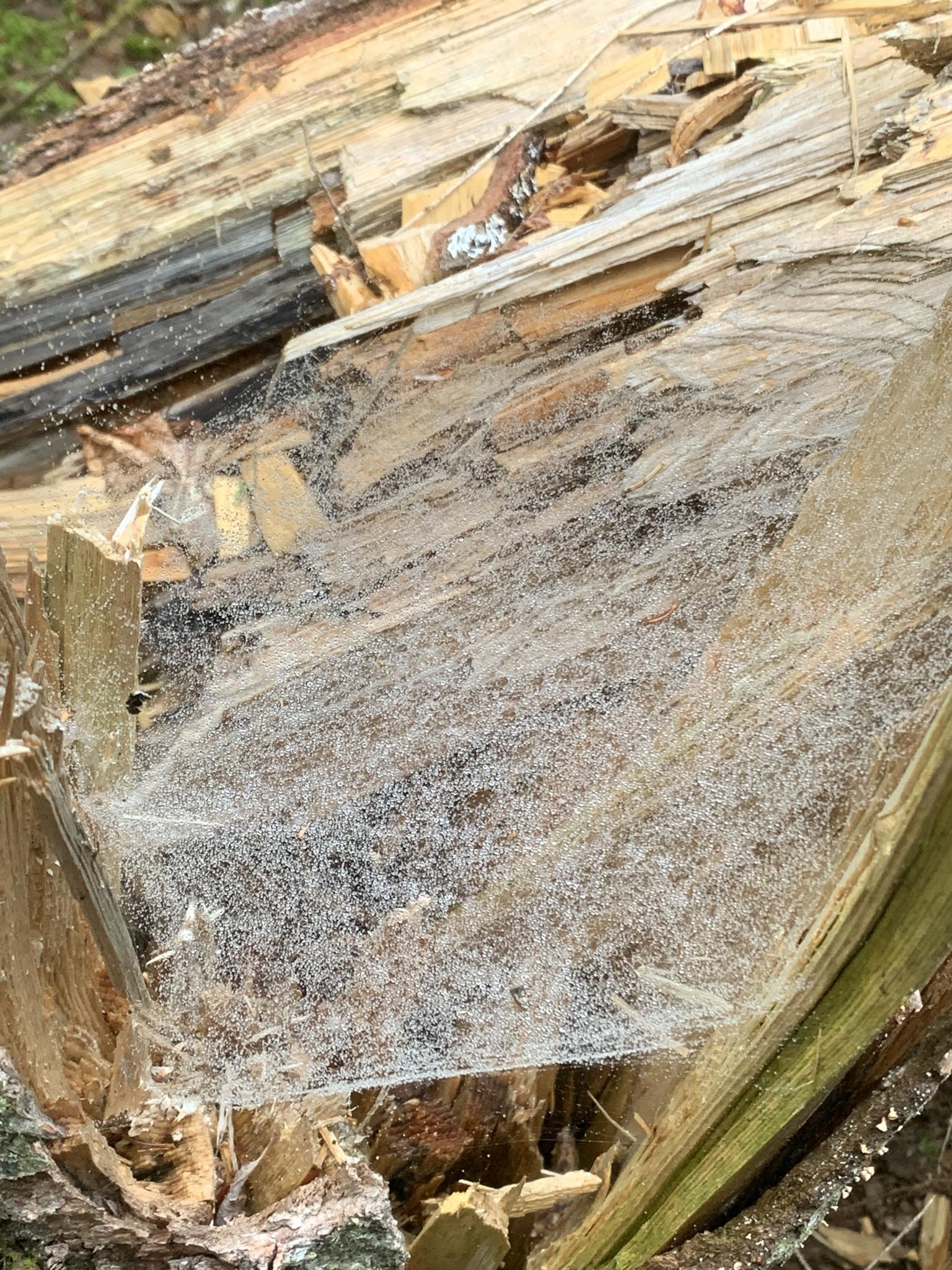 Dew-covered spiderweb stretched across splintered wood of a fallen tree trunk.