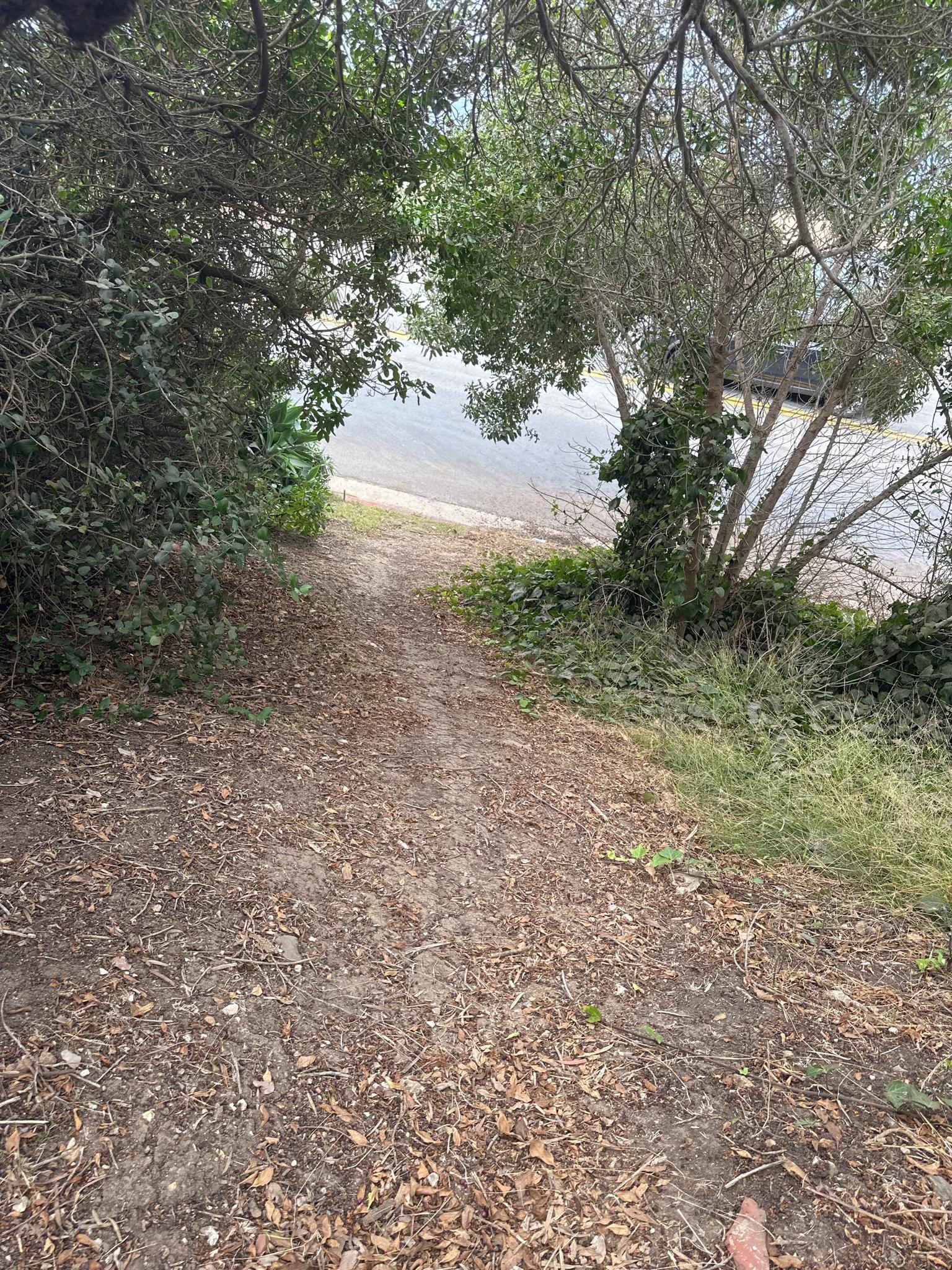 Dirt path descending through dense green trees towards a road.
