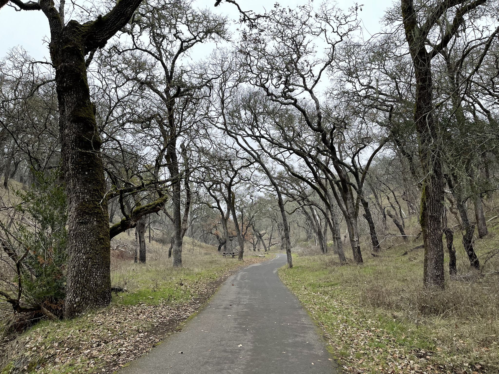 A paved path winds through a forest of bare trees under an overcast sky. - Valley of the Moon, Cougar, and Black Canyon Creek Trail Loop