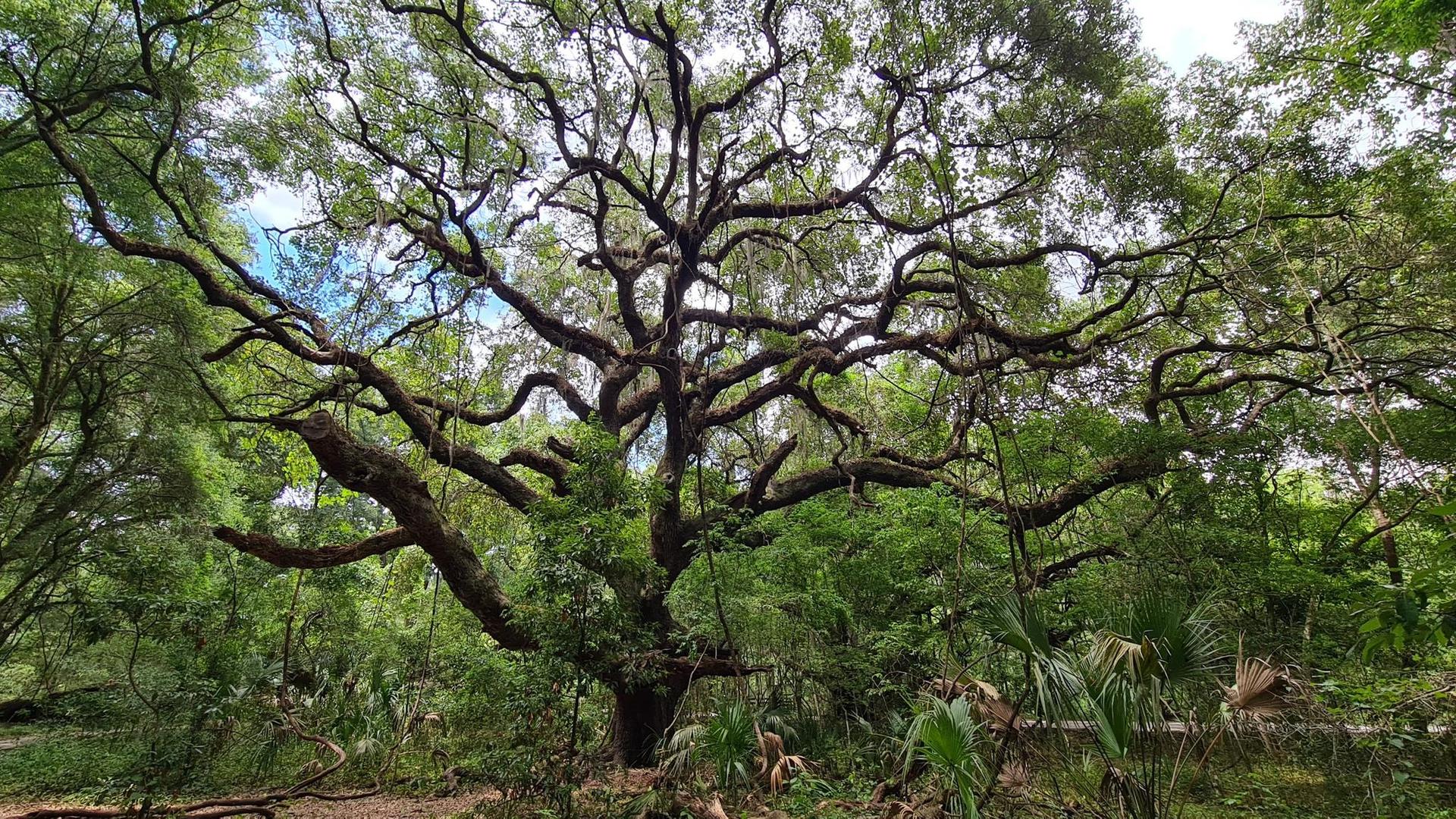 A large, ancient tree with gnarled branches dominates a lush green forest.