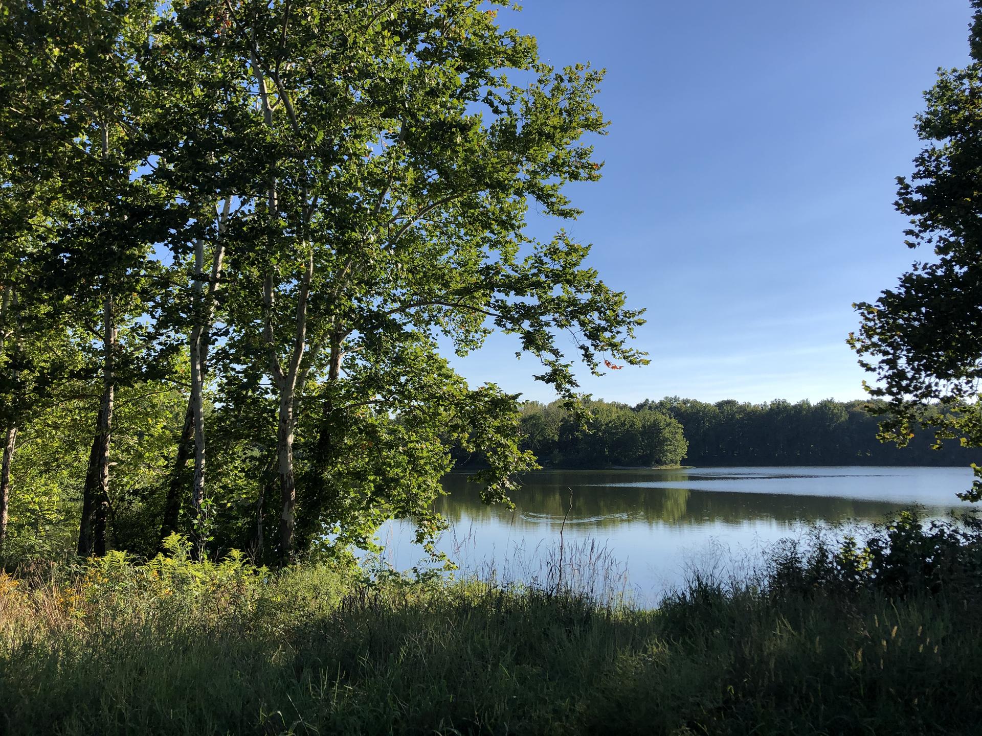 A serene lake surrounded by dense green trees under a clear blue sky.