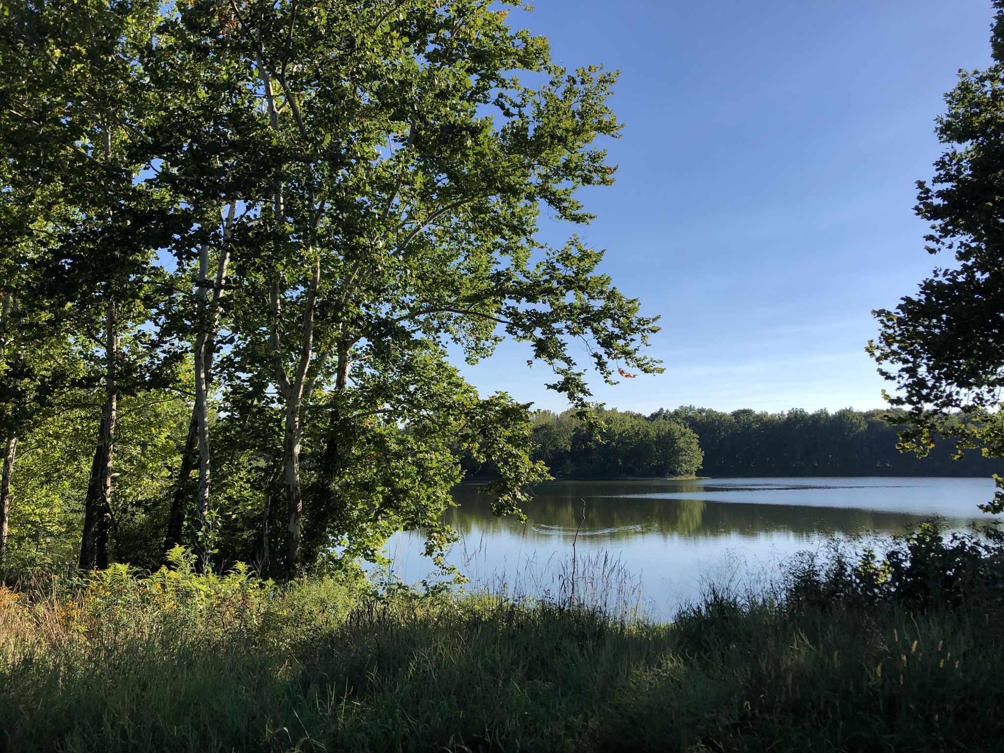 A serene lake surrounded by dense green trees under a clear blue sky. - Virginia B. Fairbanks Art and Nature Park Trail