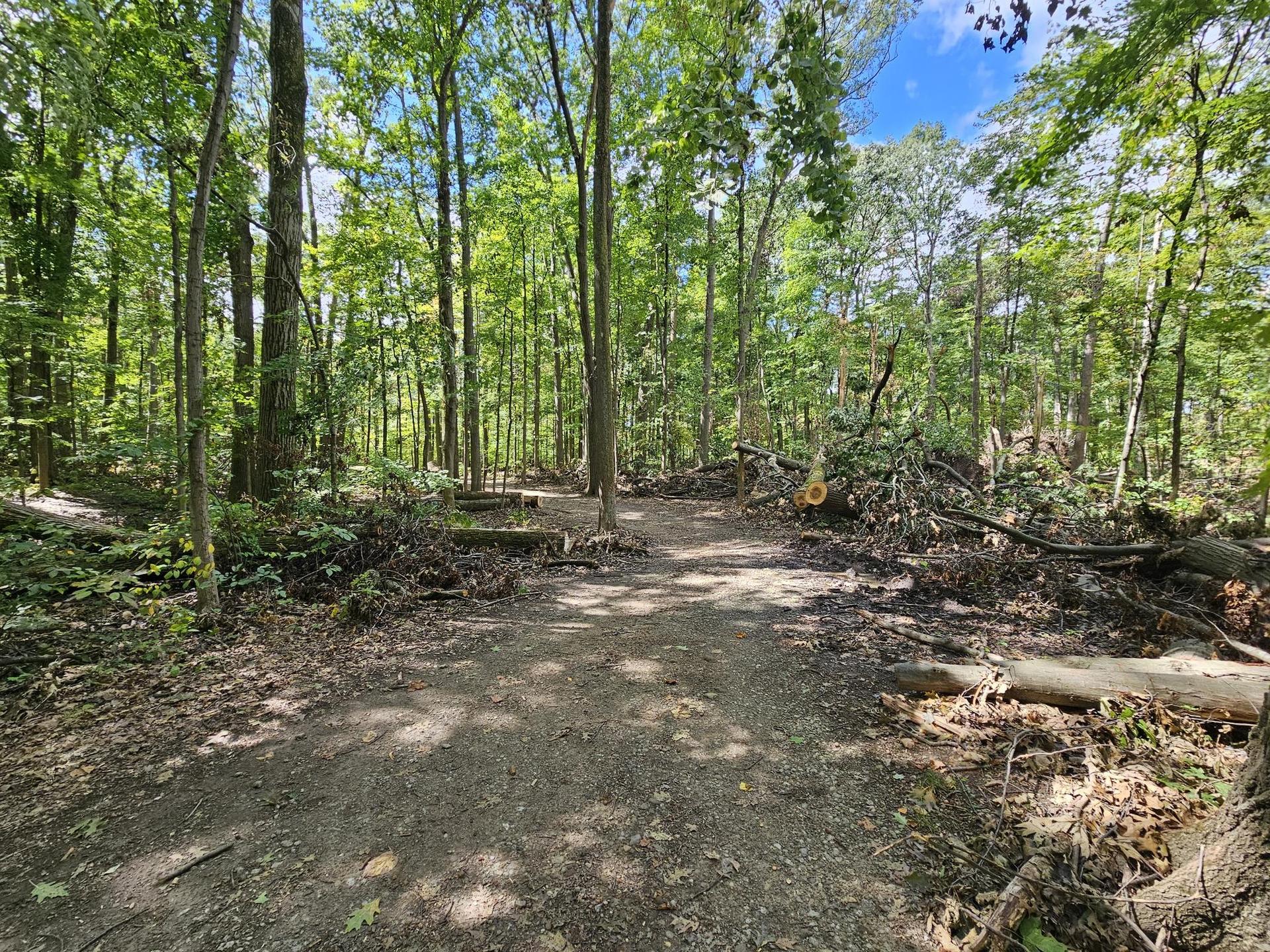 Dirt path forks in a sunlit forest with tall trees and fallen logs.