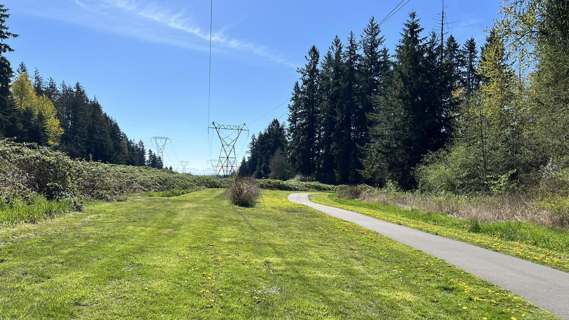 Sunny paved path through a grassy field with evergreen trees and power lines.