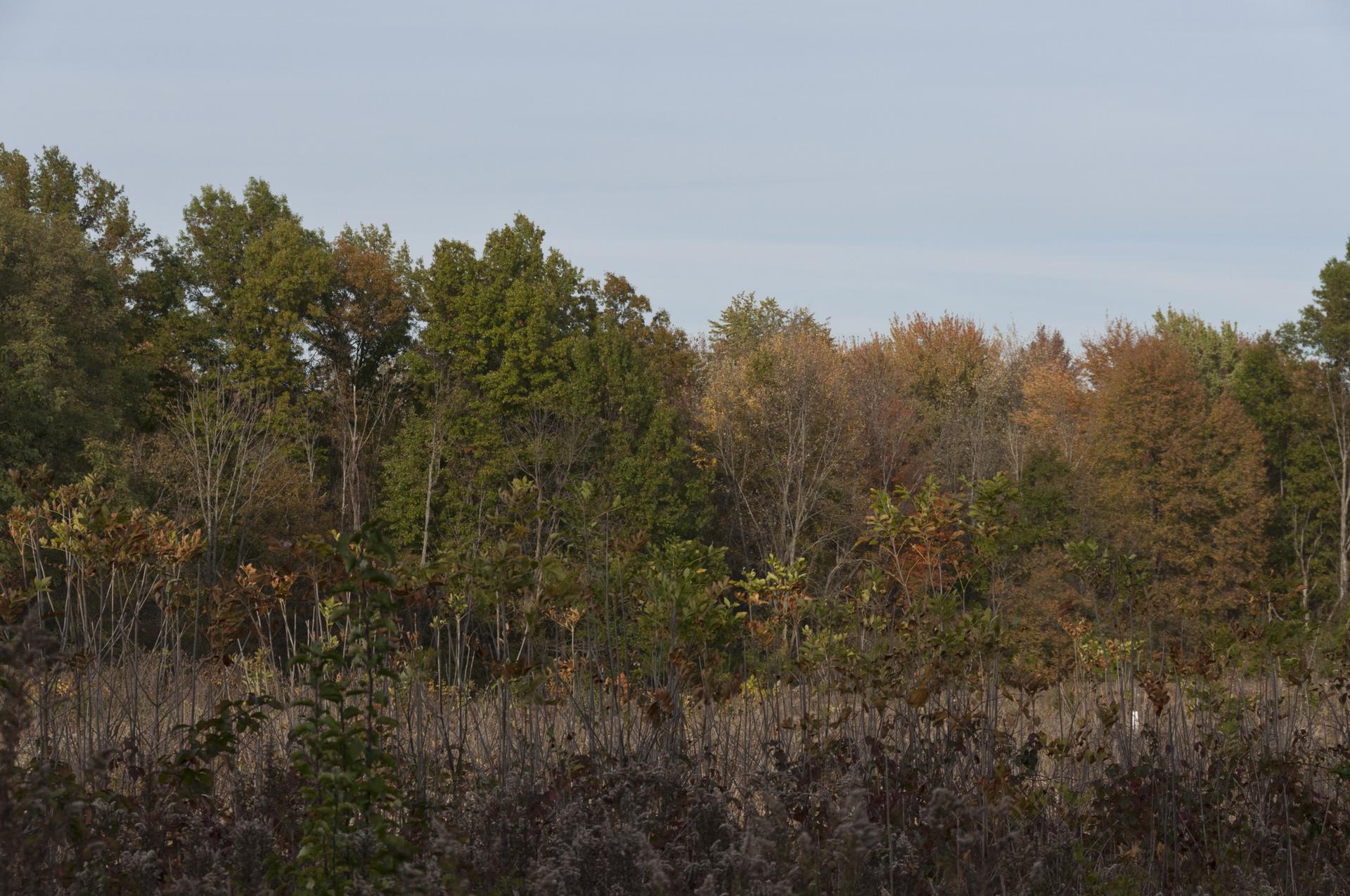 Dense forest edge with mixed autumn foliage and dry vegetation under an overcast sky.