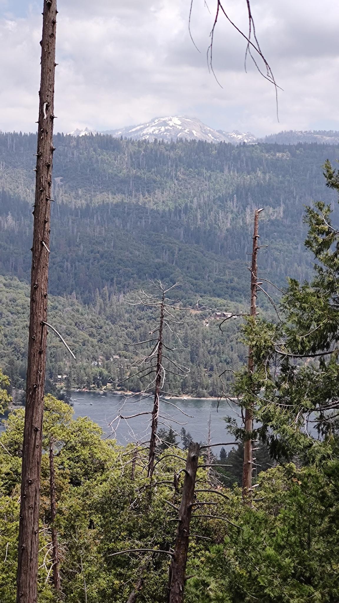 View of a lake and distant snowy mountain through tall trees.