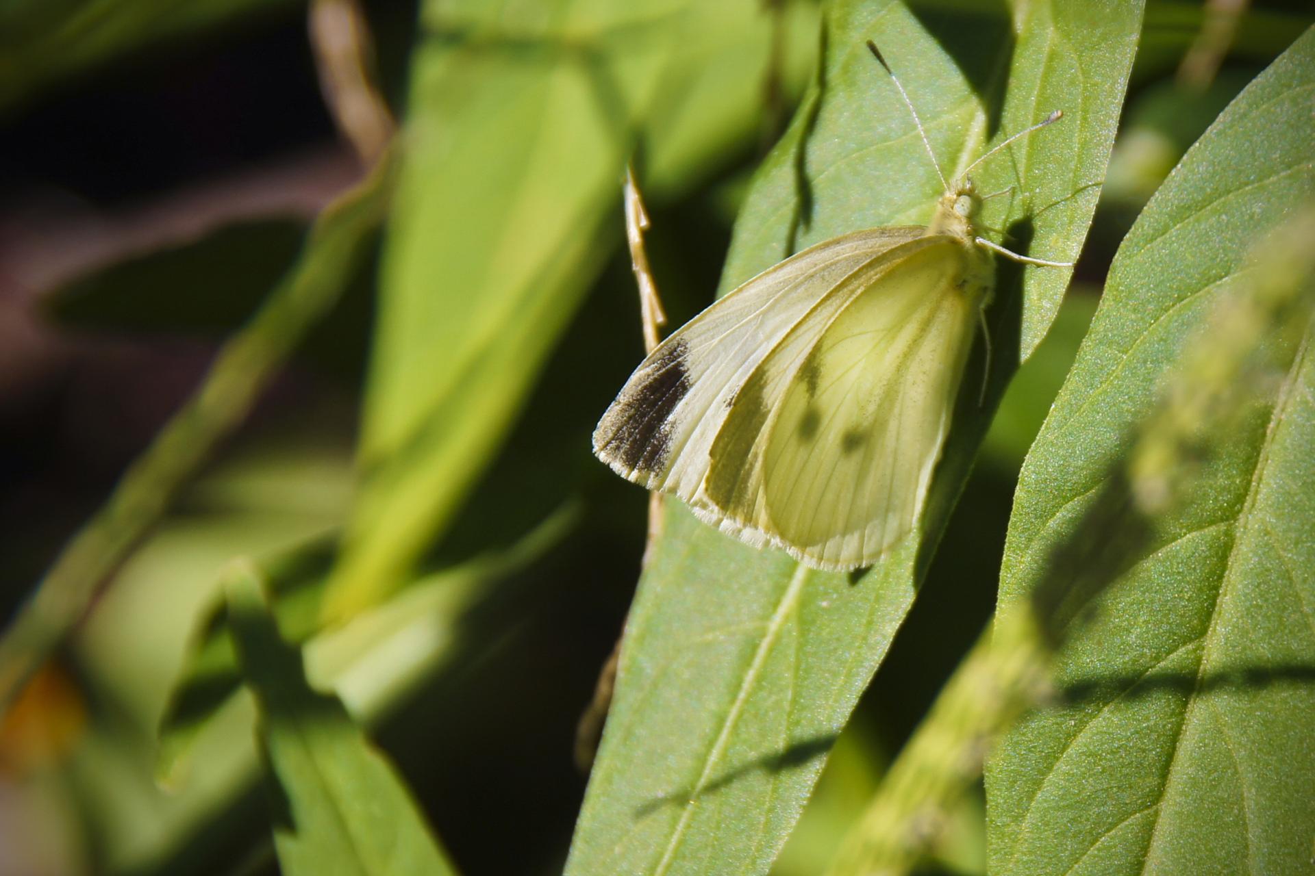 Close-up of a pale yellow butterfly resting on a green leaf.