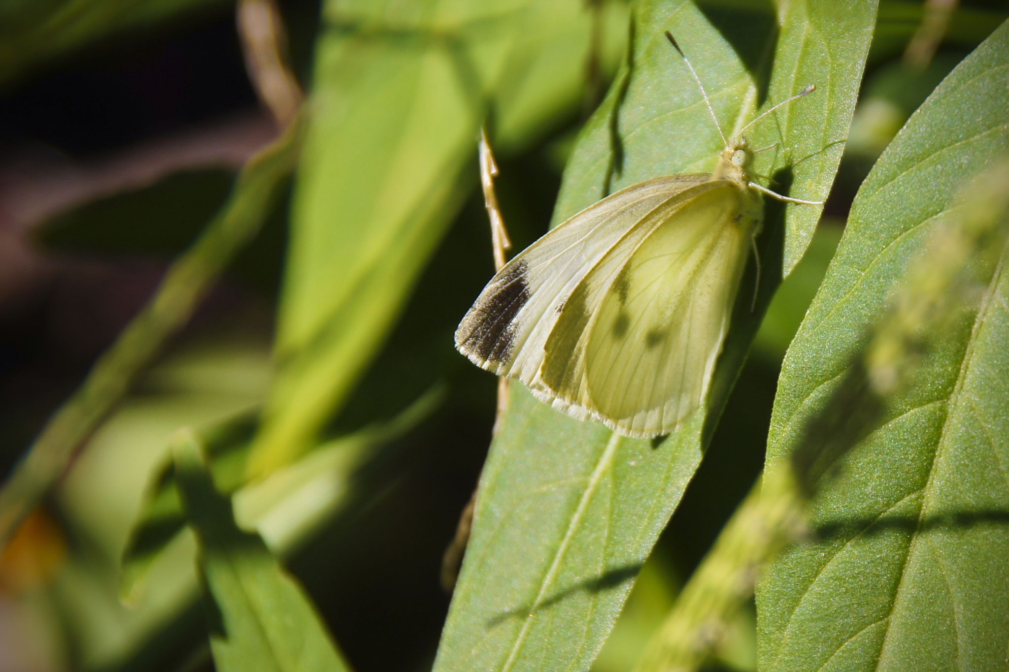 Close-up of a pale yellow butterfly resting on a green leaf. - Mary K. Oxley Nature Center loop from Tulsa Zoo
