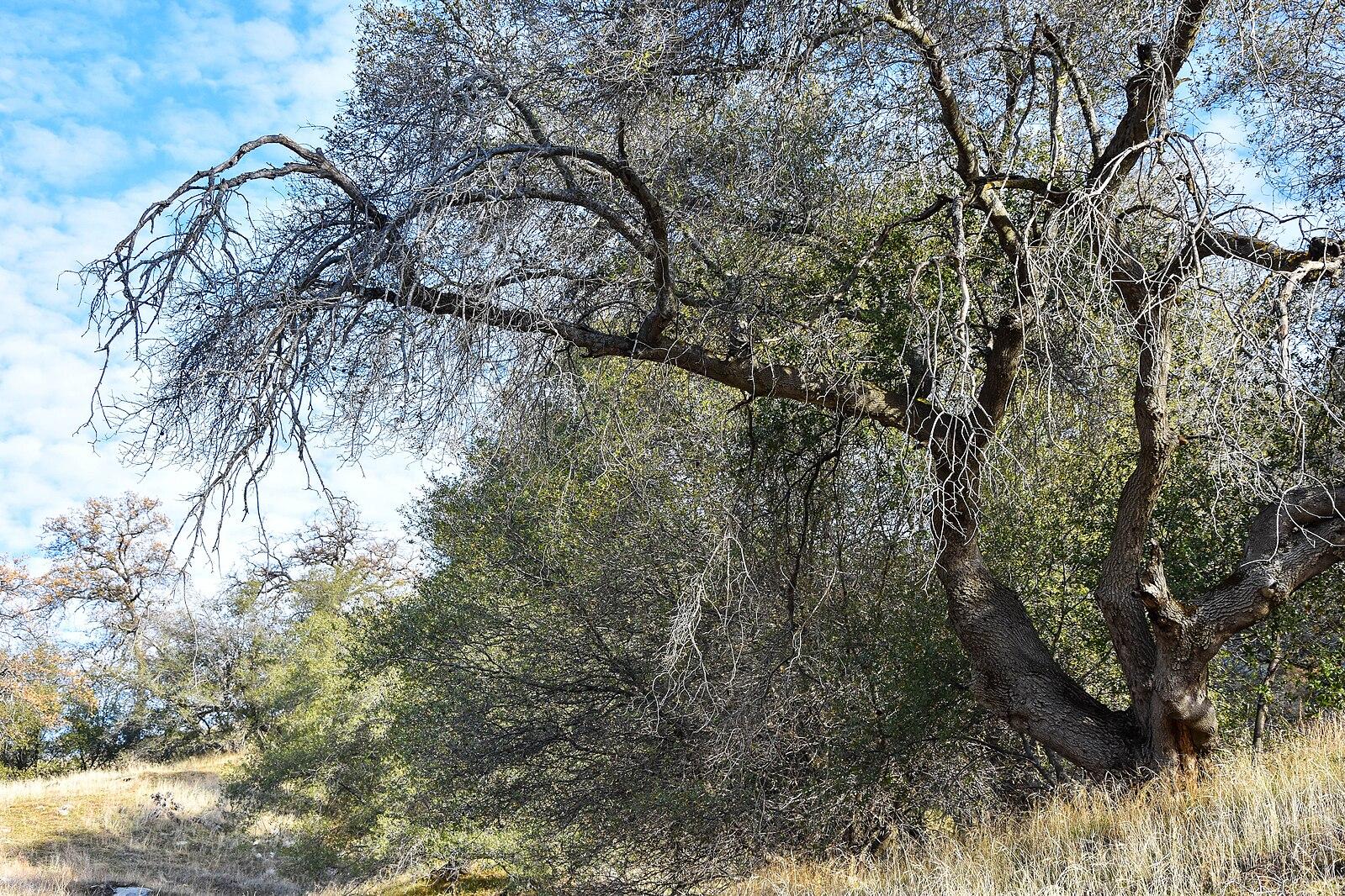 Large, gnarled tree with bare branches on a sunny, grassy hillside.