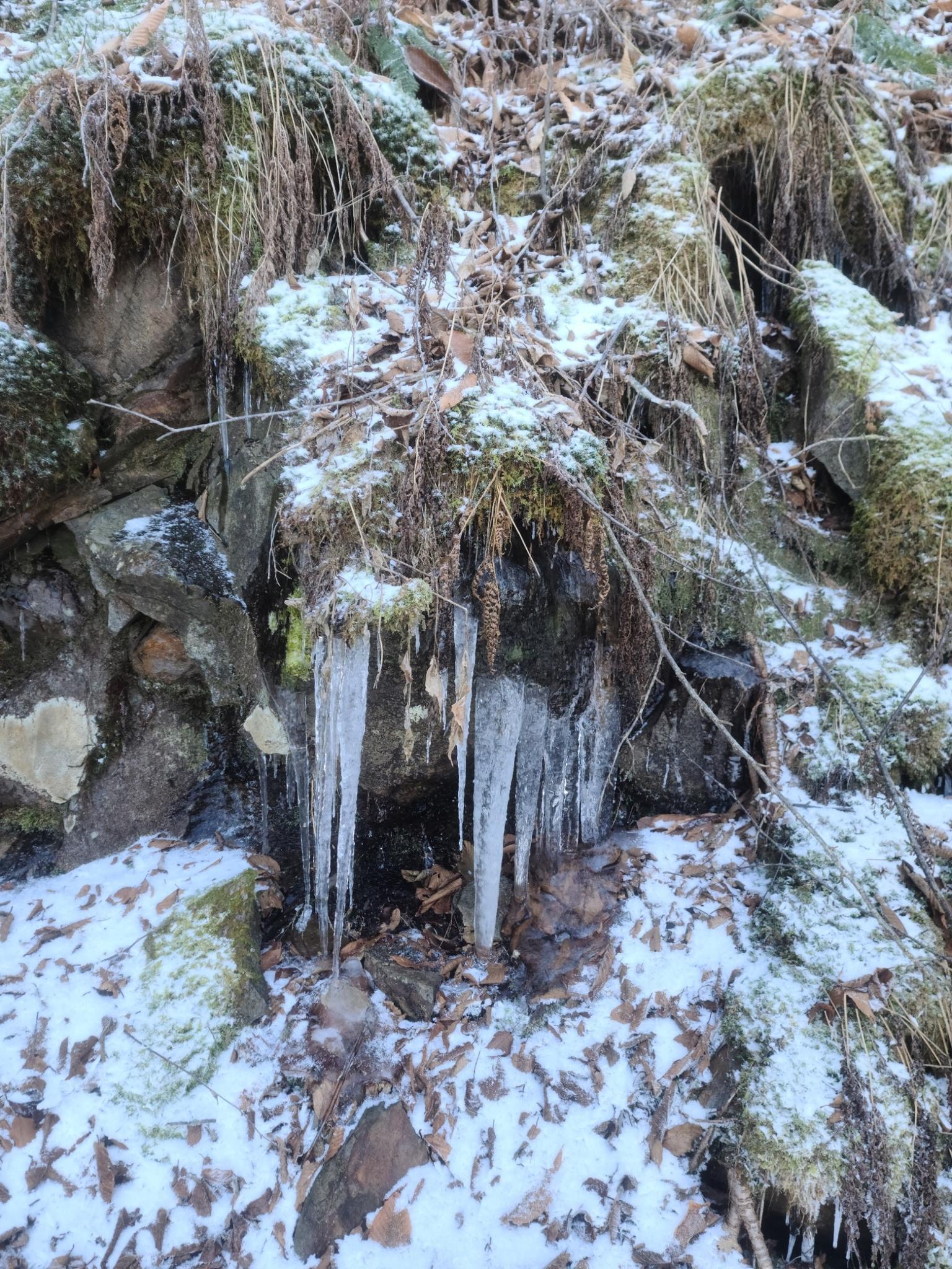 Long icicles hang from mossy rocks on a snowy, wooded hillside.