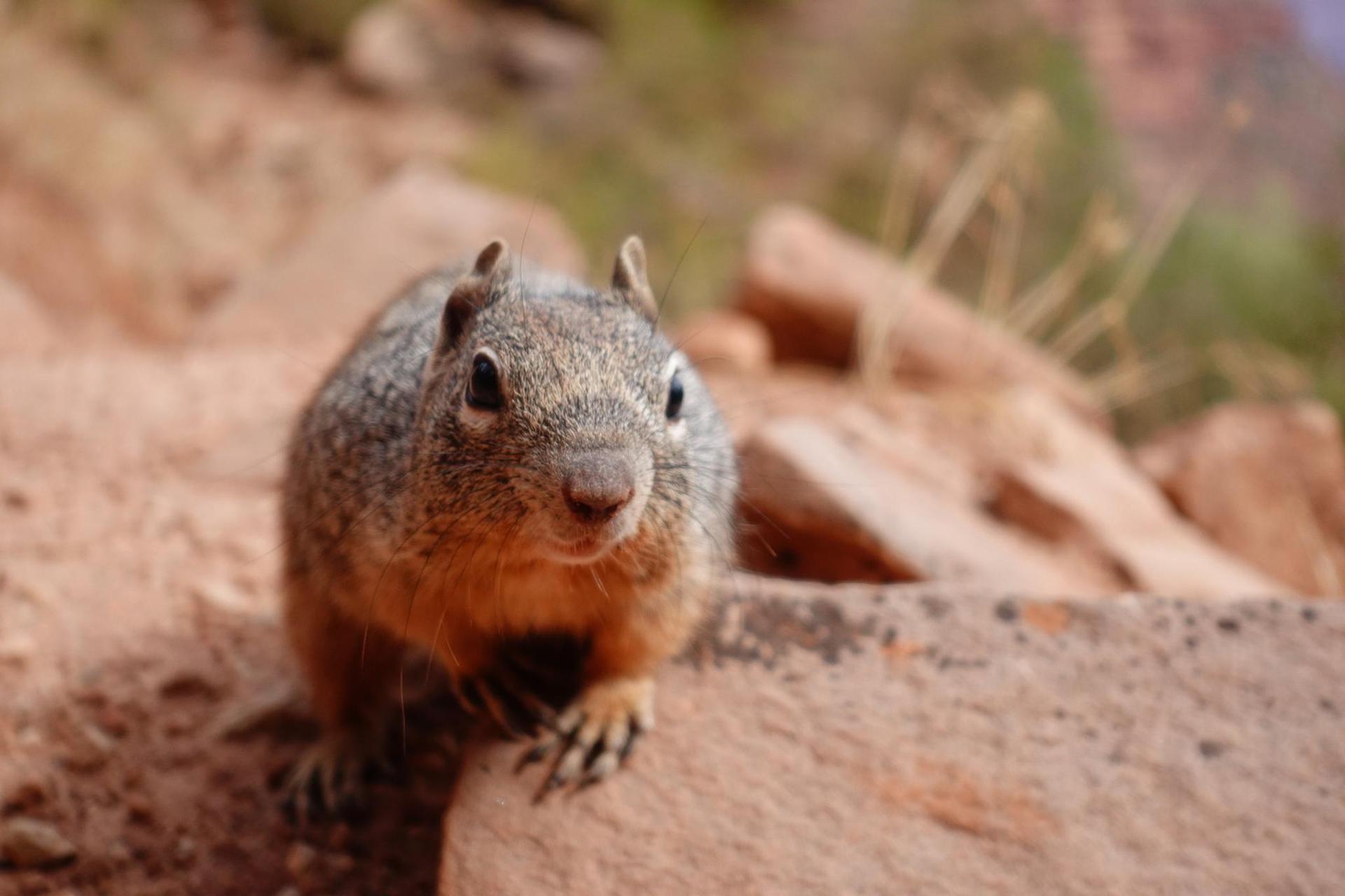 Close-up of a small brown squirrel on rocky ground, looking forward.