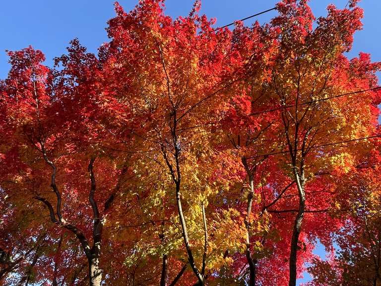 The Wall in Autumn Colors Routes for Walking and Hiking | Komoot