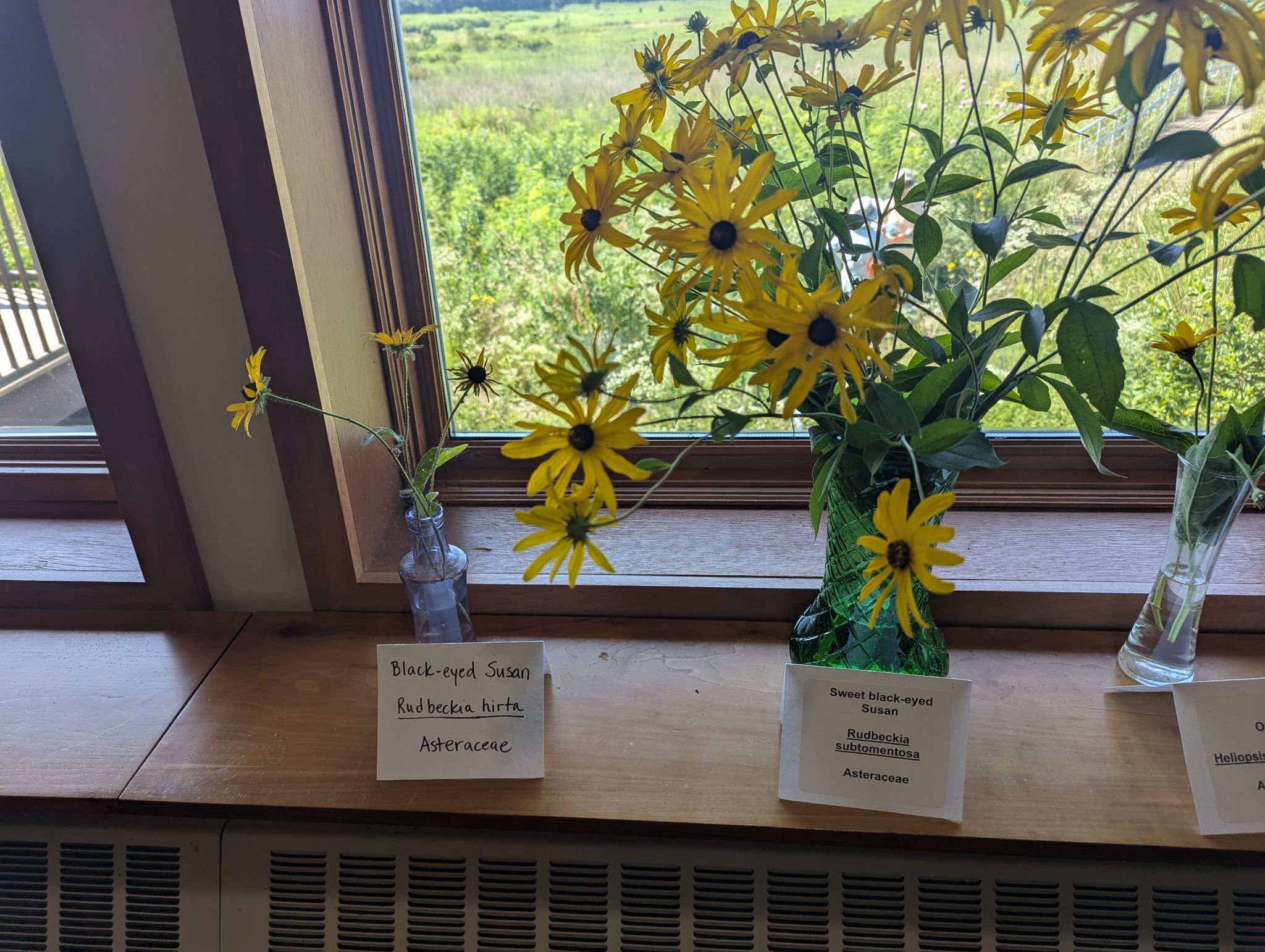 Vases of yellow flowers on a wooden windowsill, overlooking green foliage. - Curtis Prairie, Noe Woods, and Leopold Pines Loop