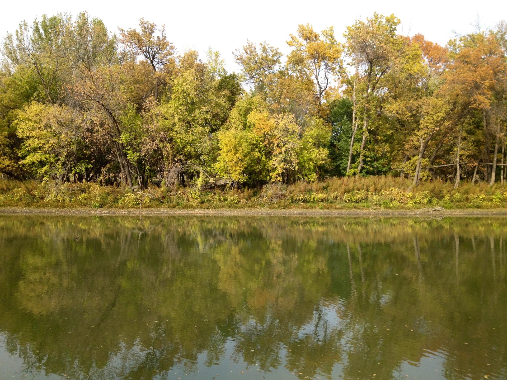 Calm river reflects autumn trees with yellow and green leaves under bright light.
