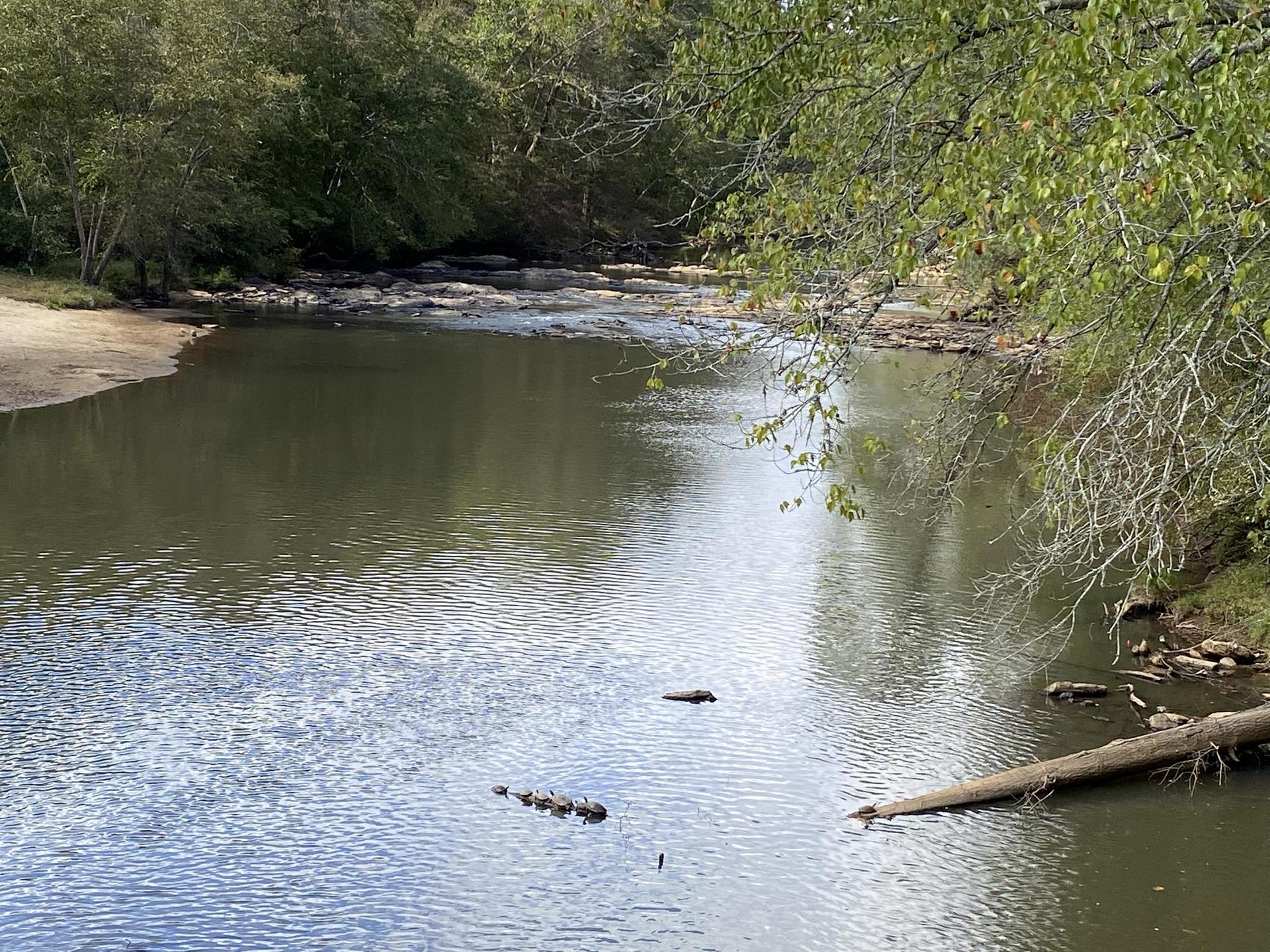 Serene river with green foliage, a fallen log, and rocks.