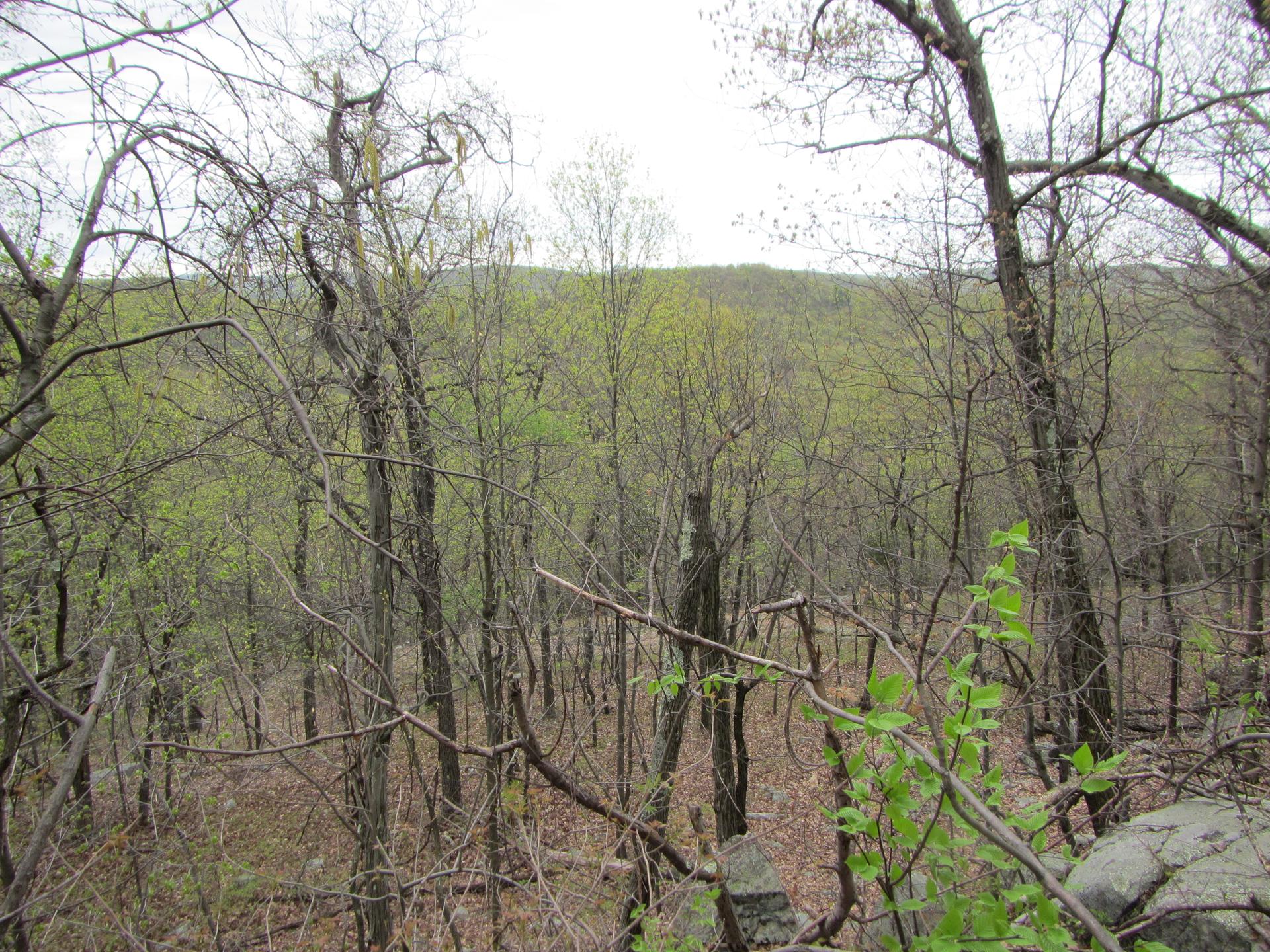 Overcast view of a forest with bare trees and new green foliage.