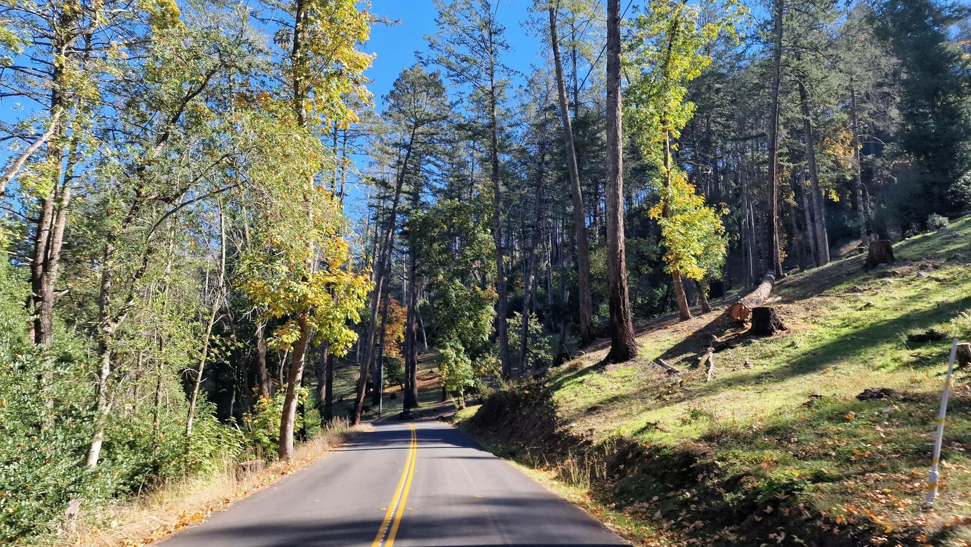 A winding road through a sunlit forest with tall trees and green foliage.