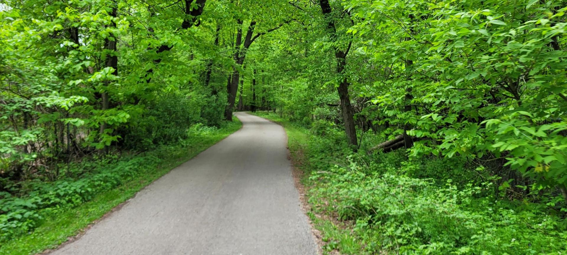 Paved path winding through a dense, lush green forest.