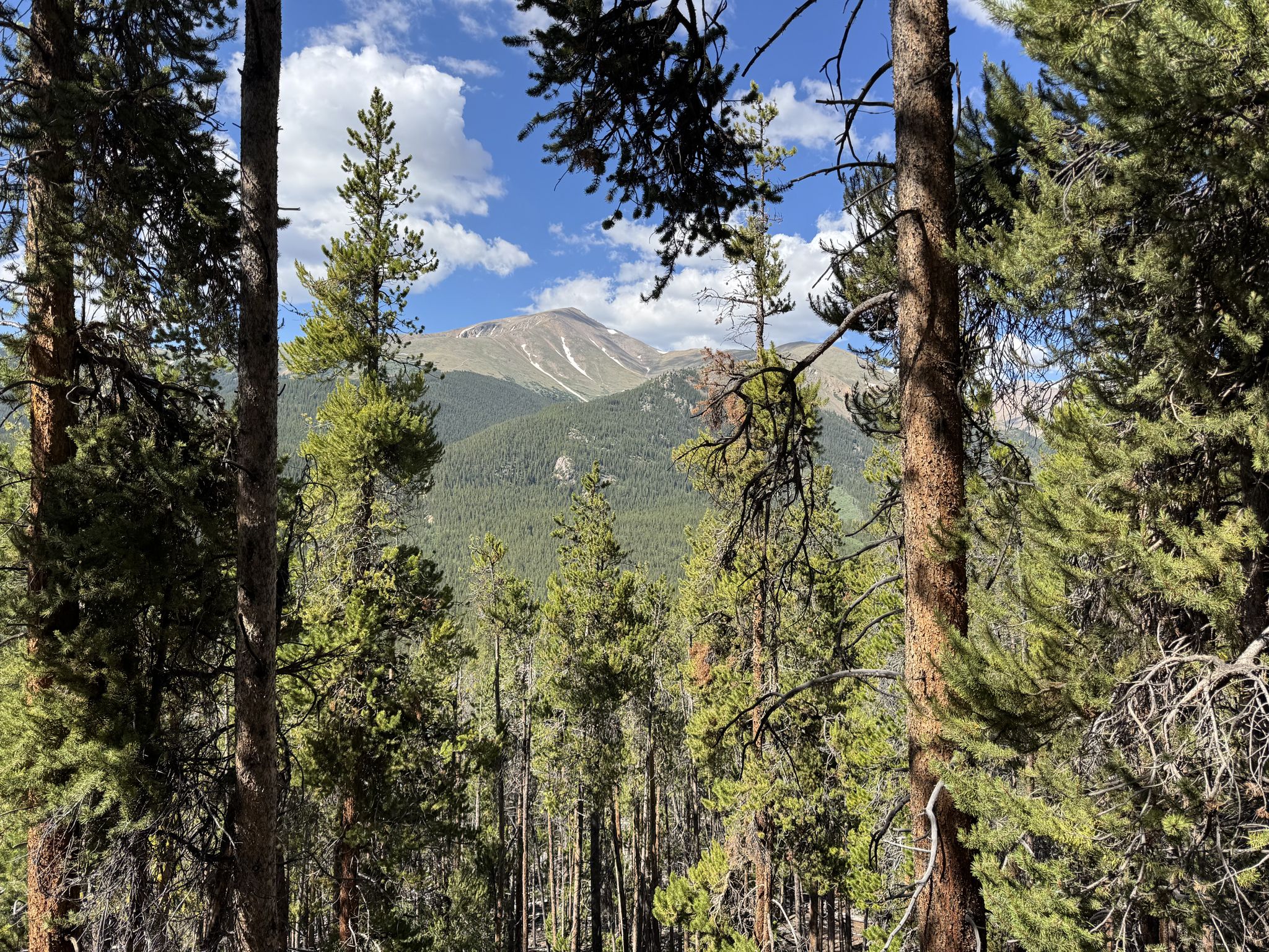 Sunny mountain peak visible through a dense pine forest. - Mount Massive Trail