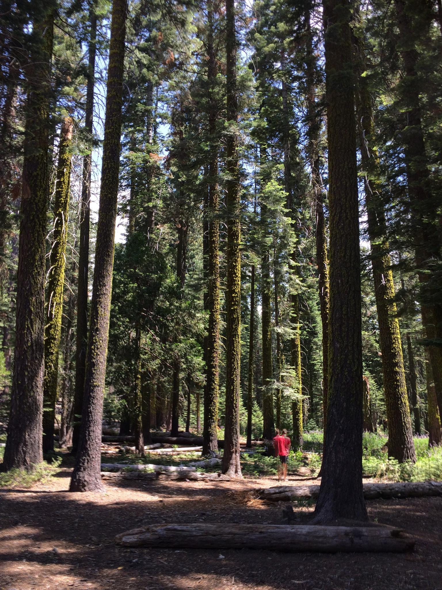 A person in a red shirt stands among tall forest trees with dappled sunlight.
