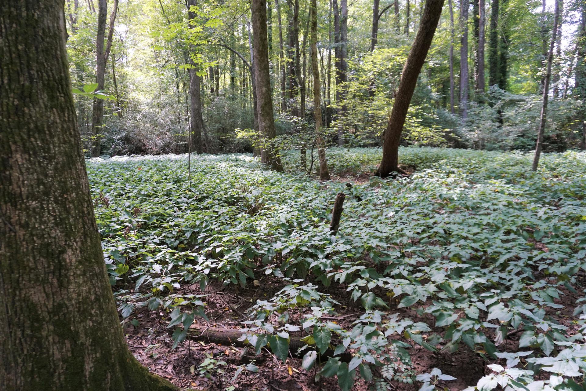 Lush green ground cover beneath tall trees in a sun-dappled forest.