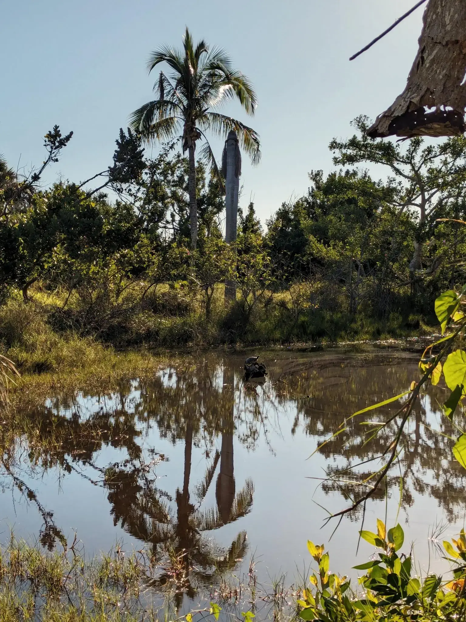 Small pond reflecting a tall palm tree and surrounding green foliage.