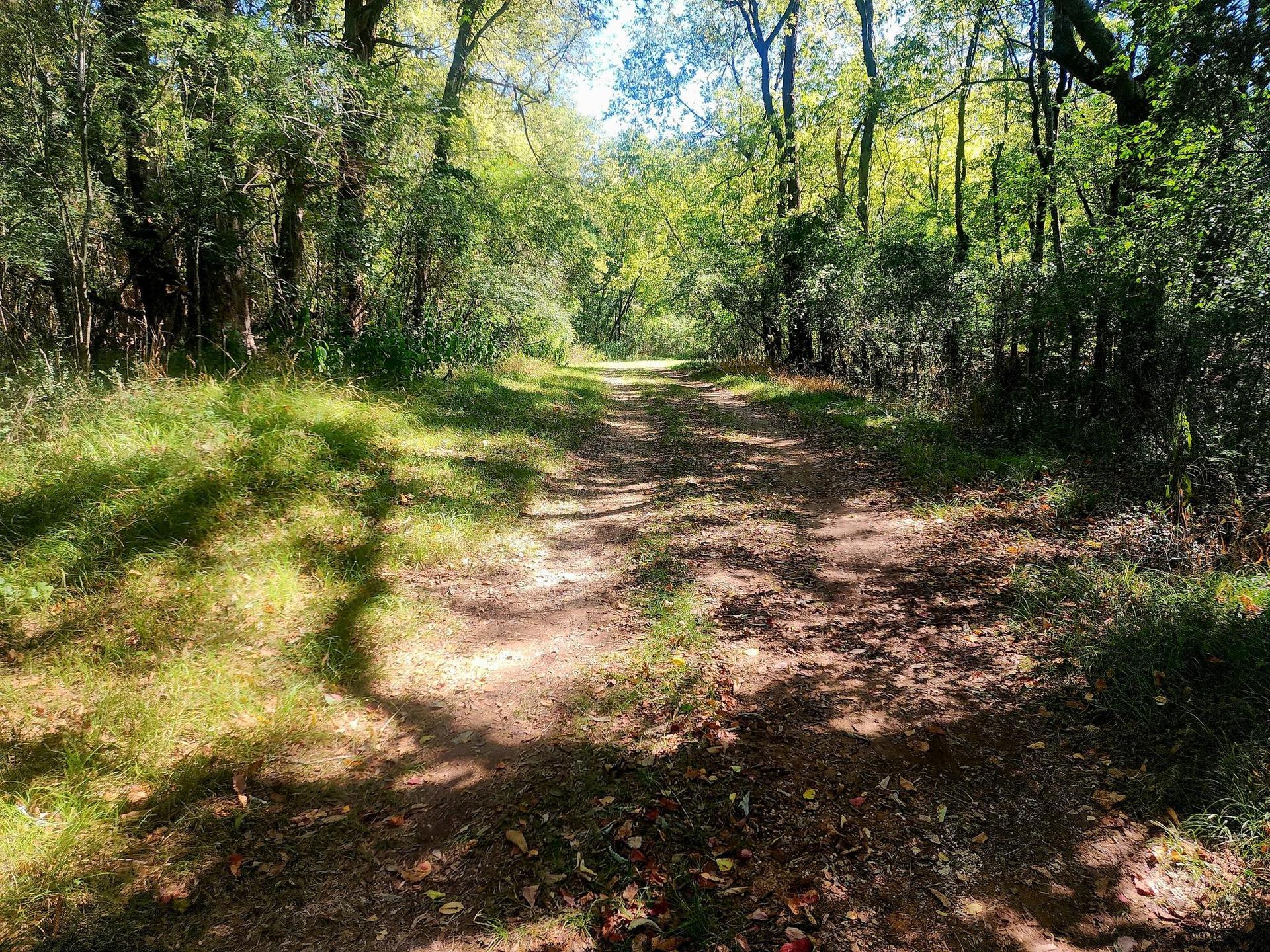 A sunlit dirt path winds through a dense green forest with dappled shadows.