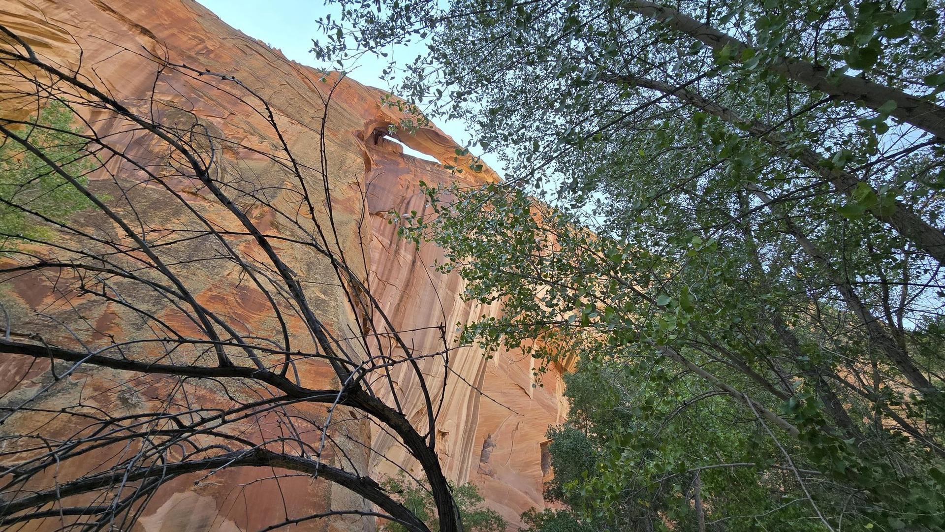 Upward view of a natural rock arch through tree branches.