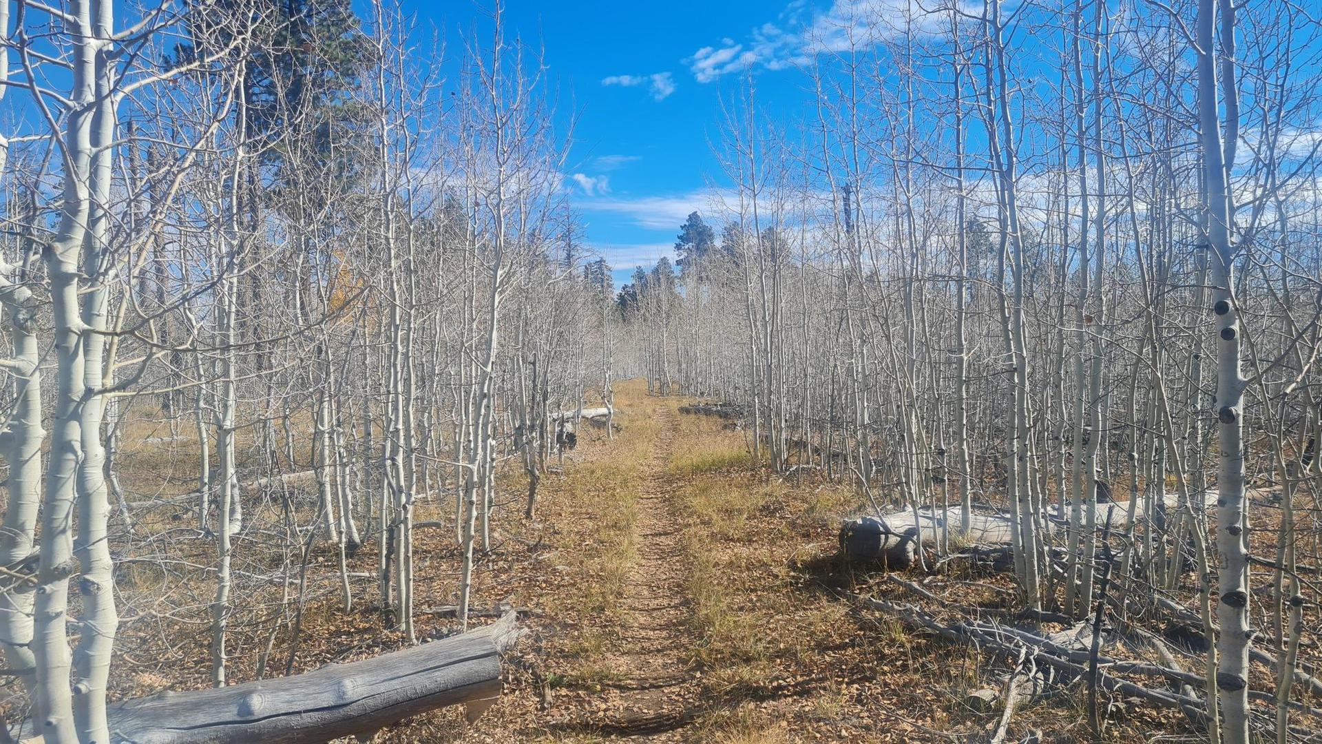 Dirt path through a bright, sunny forest of bare aspen trees.