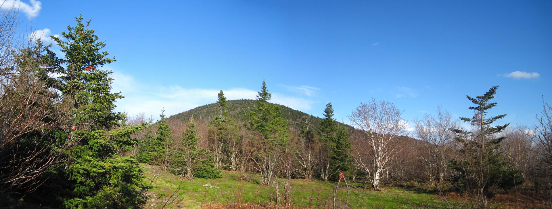A forested hill under a clear blue sky with green and bare trees.