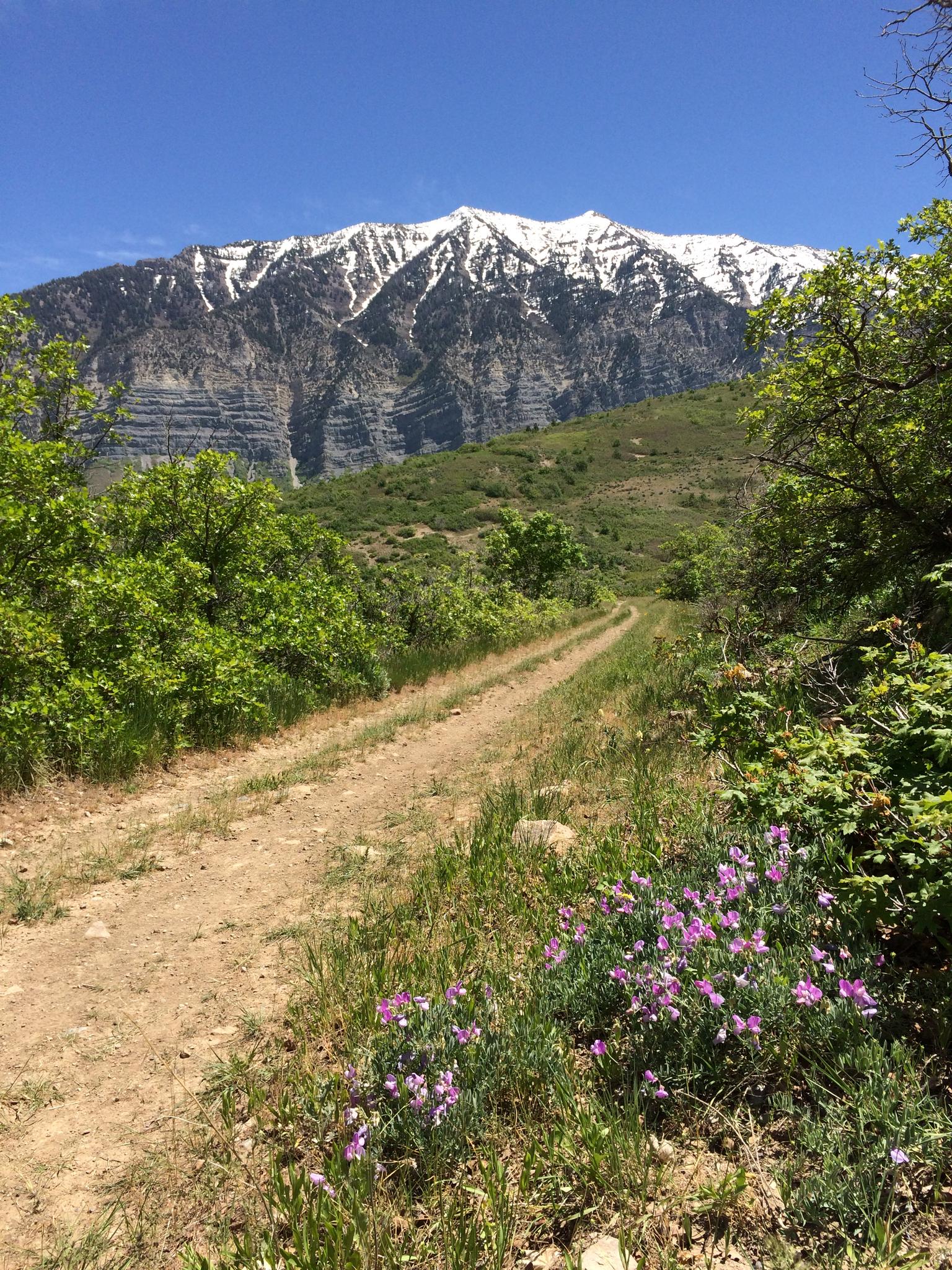 A dirt path with purple wildflowers leading to snow-capped mountains under a blue sky.
